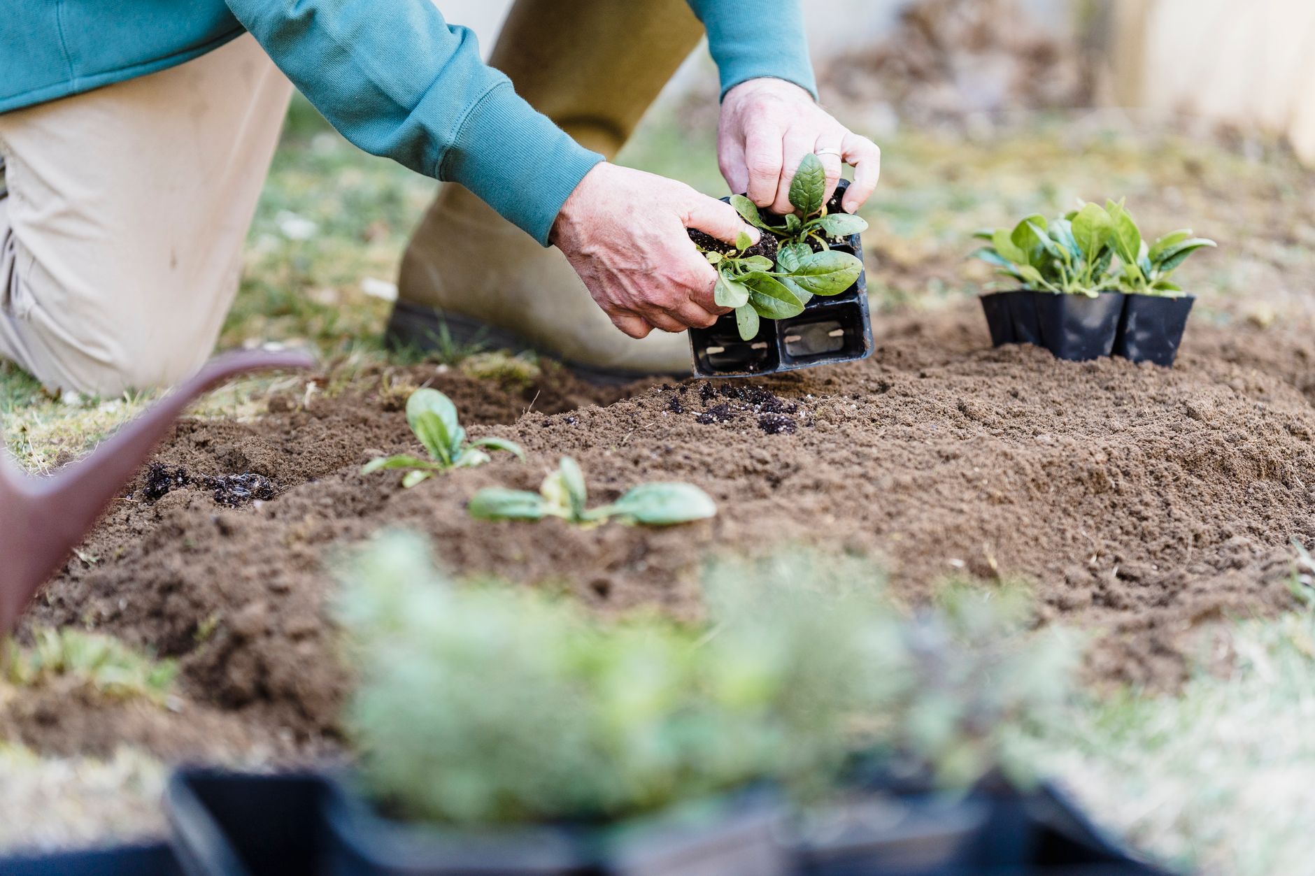 Planting seedlings in garden soil