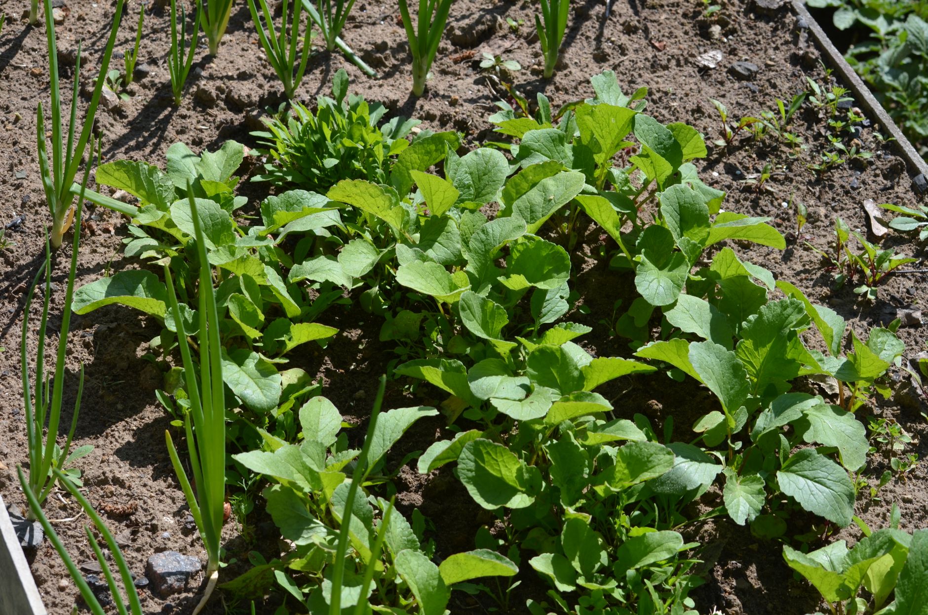 Raised vegetable garden beds