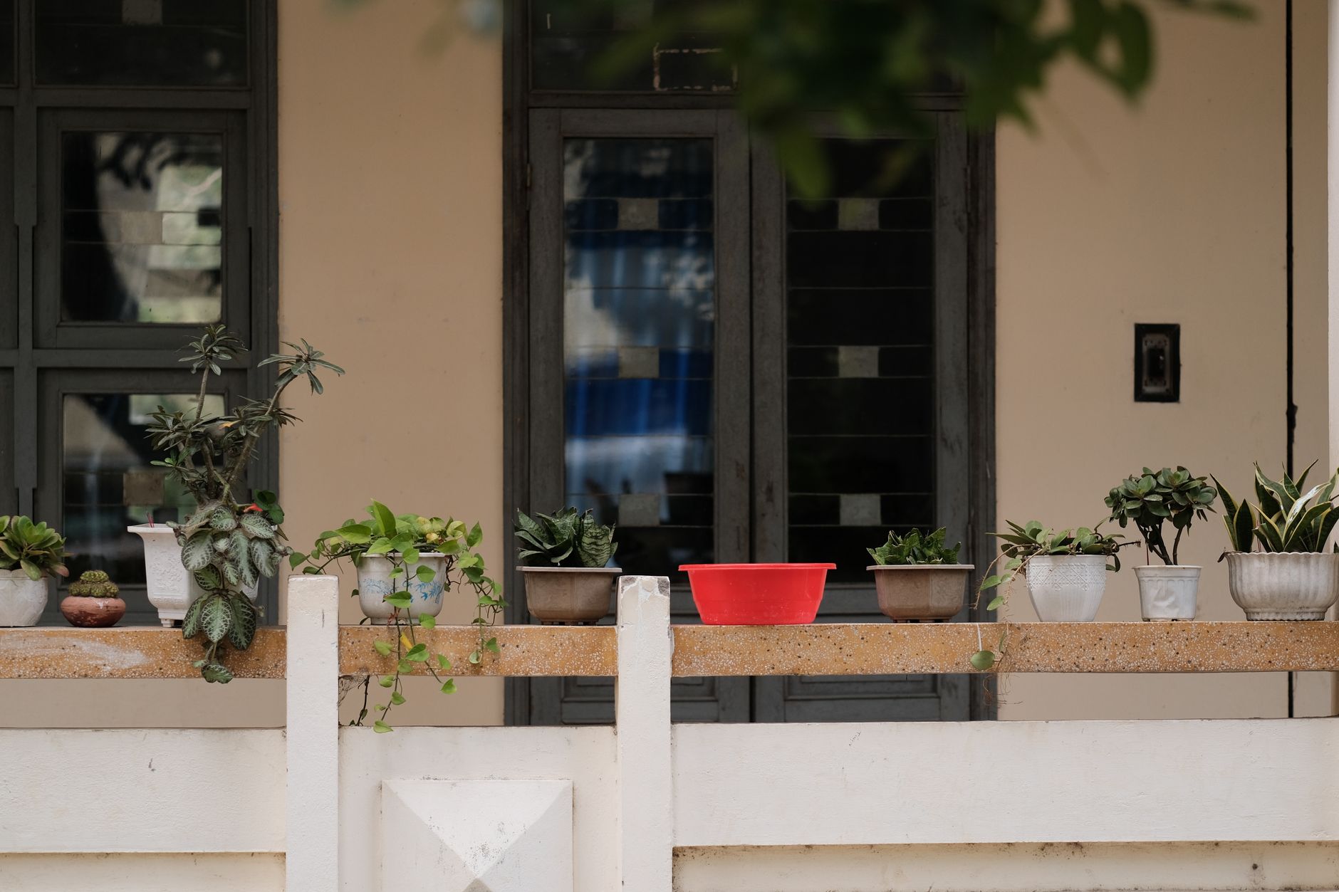 Potted plants on a balcony