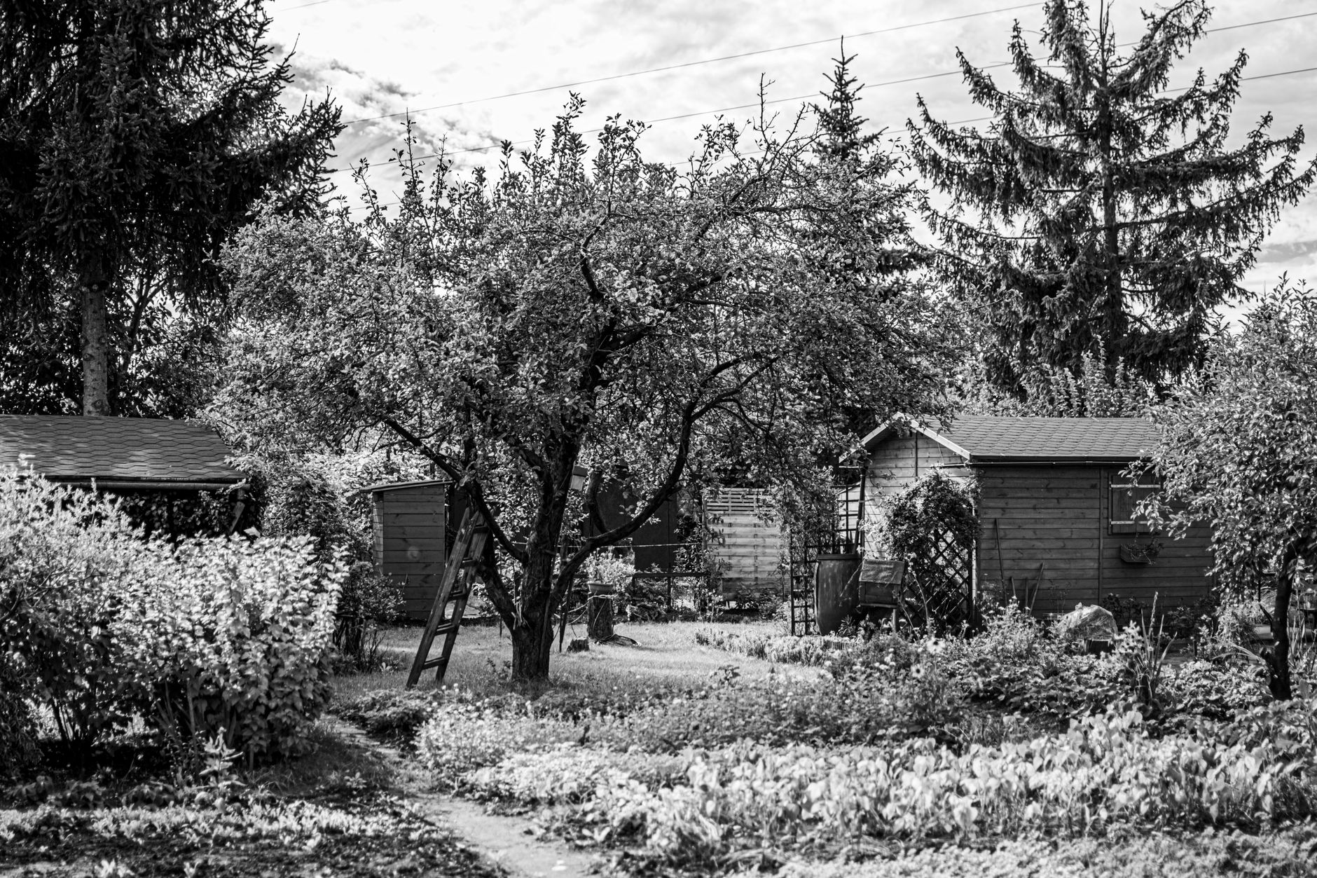 A garden shed in a backyard