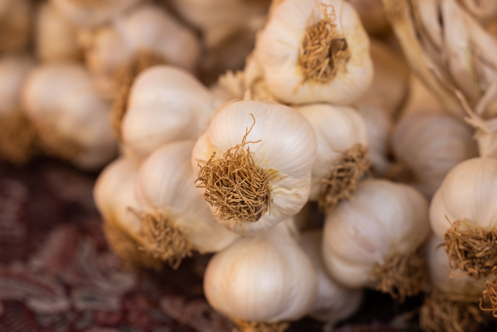 Whole garlic bulbs
