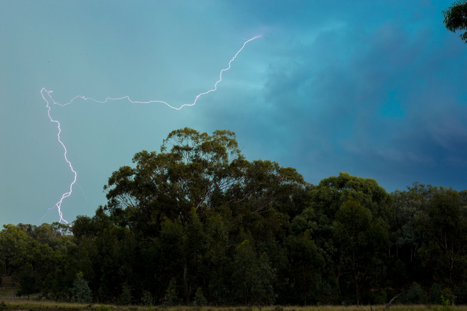 Dark storm clouds over trees