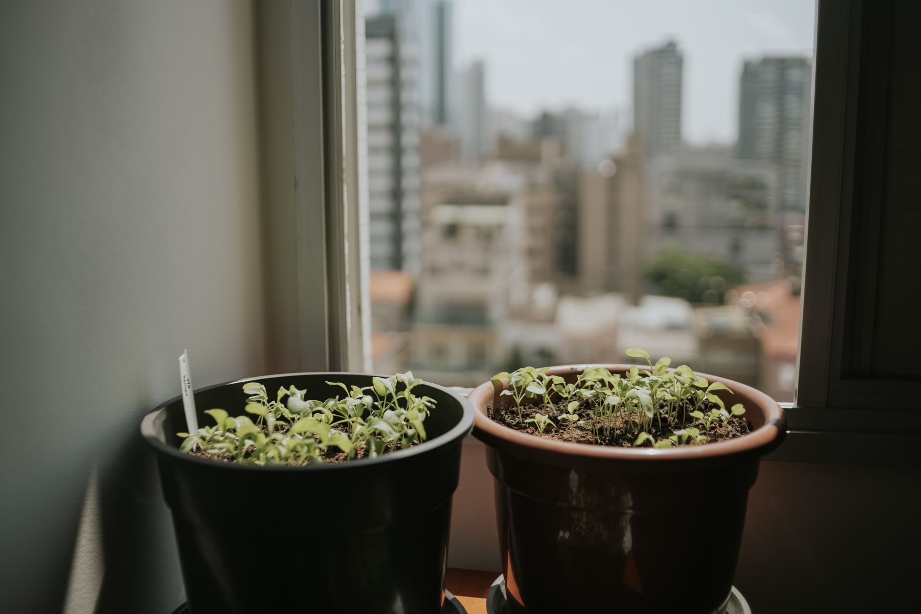 Best grow light: young seedlings growing indoors
