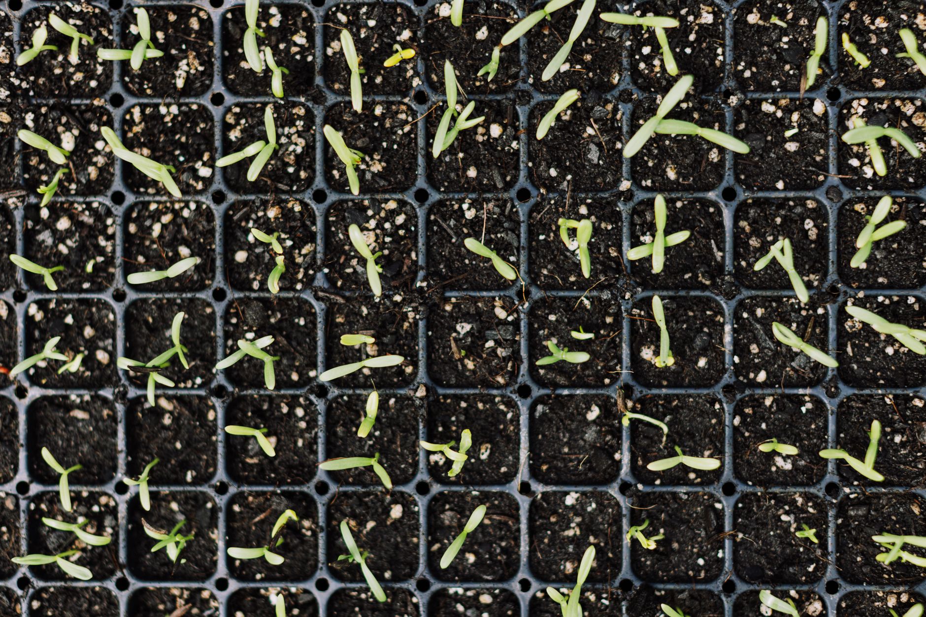 Seedlings sprouting in a seed tray