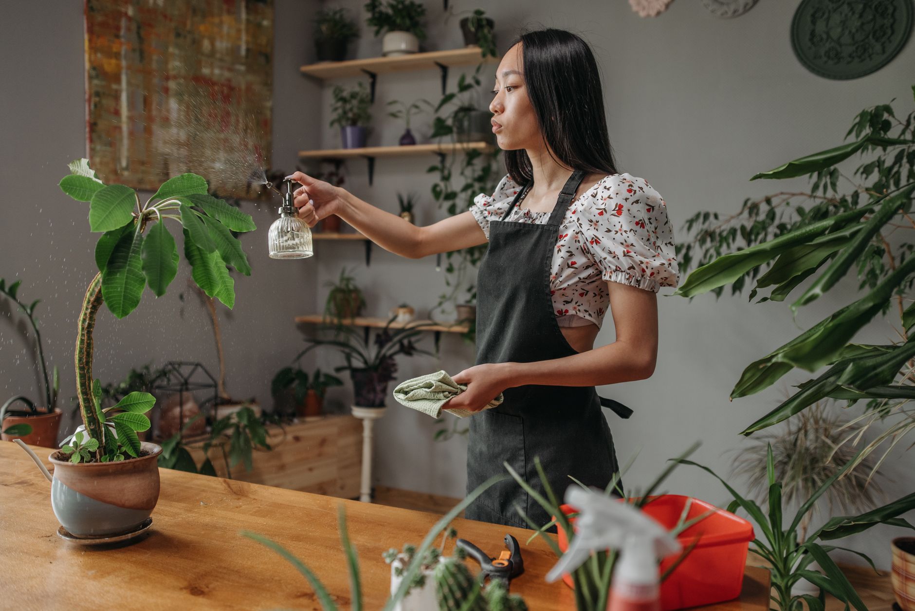 Houseplants arranged on an indoor shelf