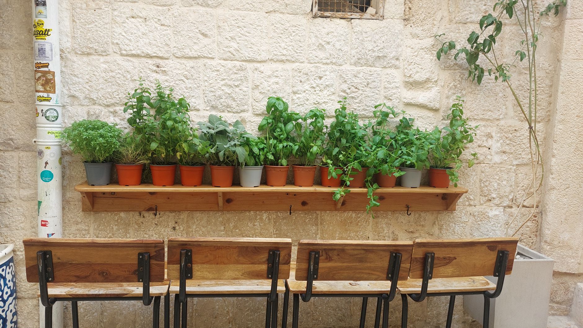 Potted herbs growing indoors