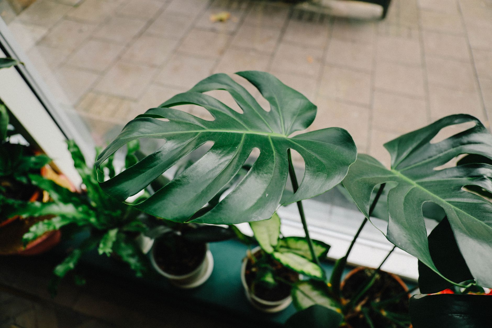 A large leafy plant in an indoor pot