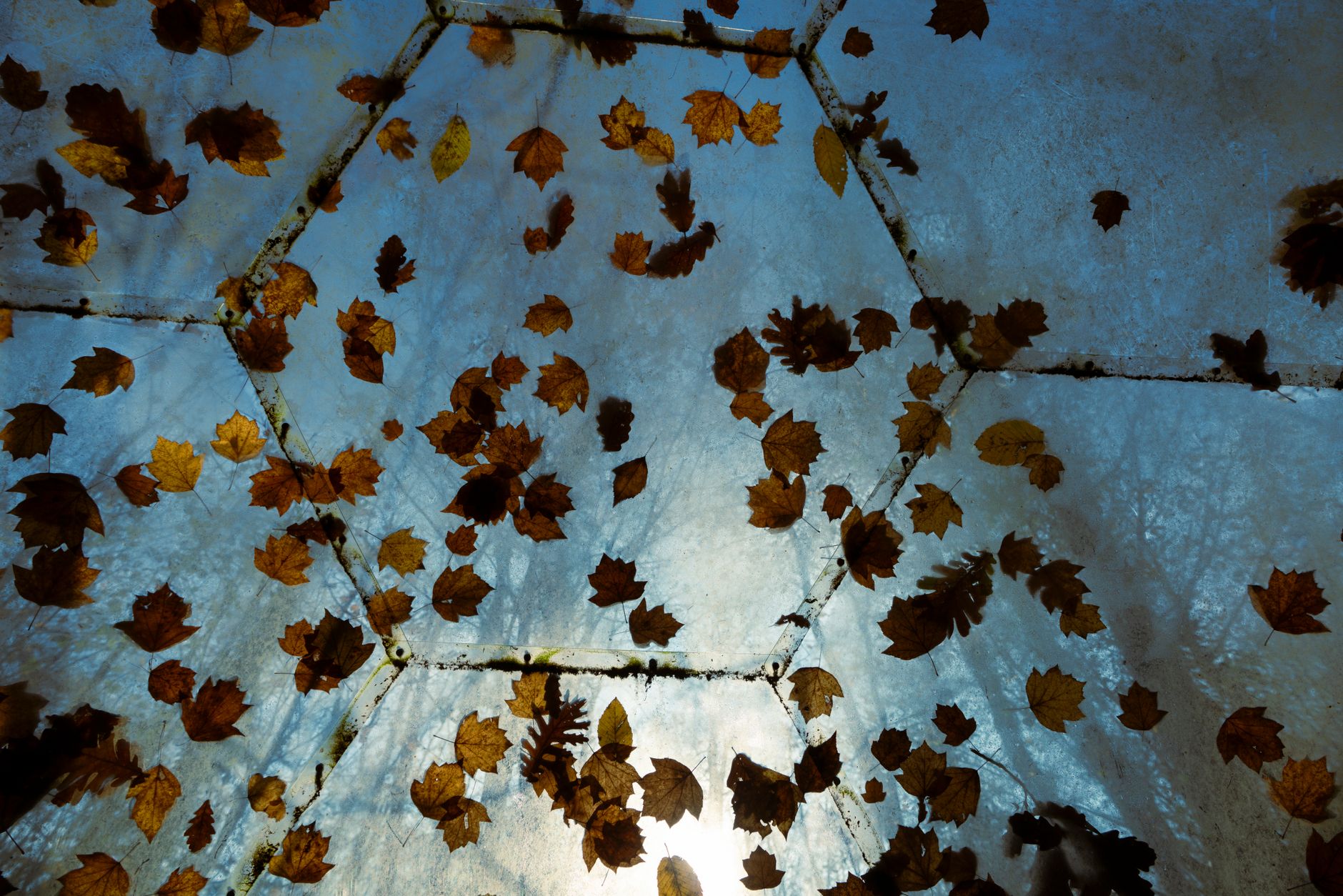 Wet leaves on a glass roof