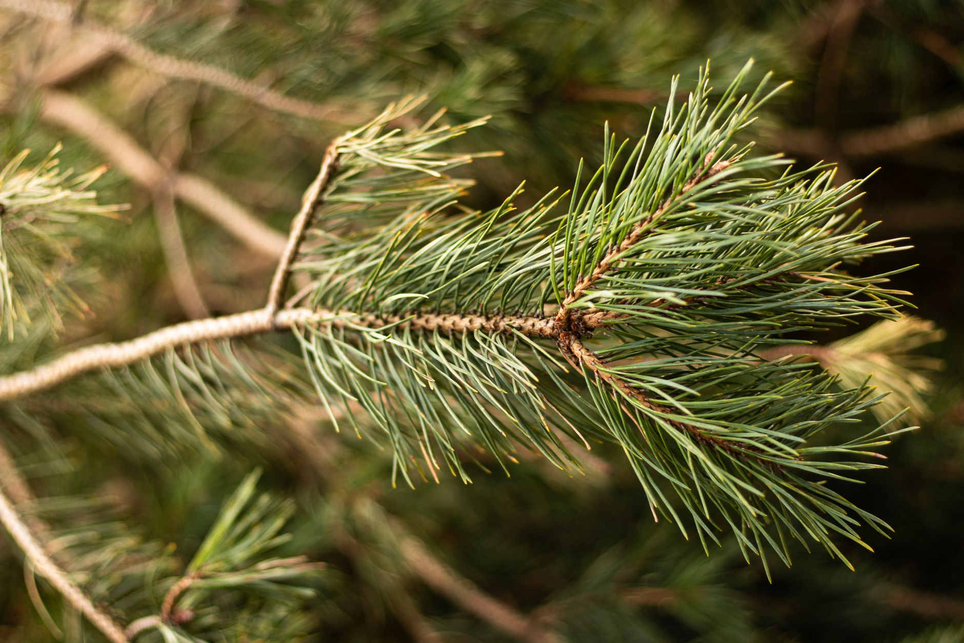 A pine branch