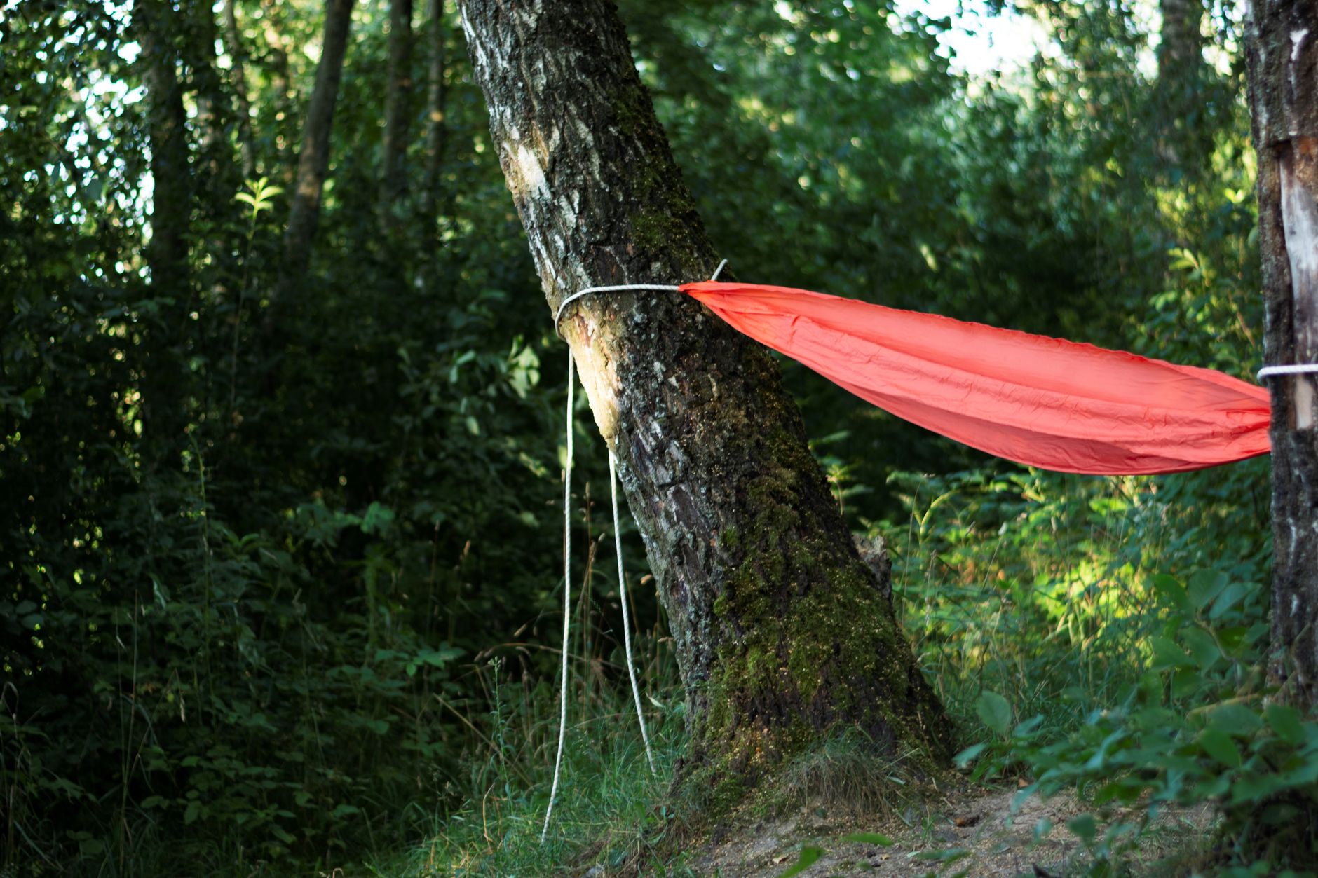 A camping hammock hung between trees in a forest