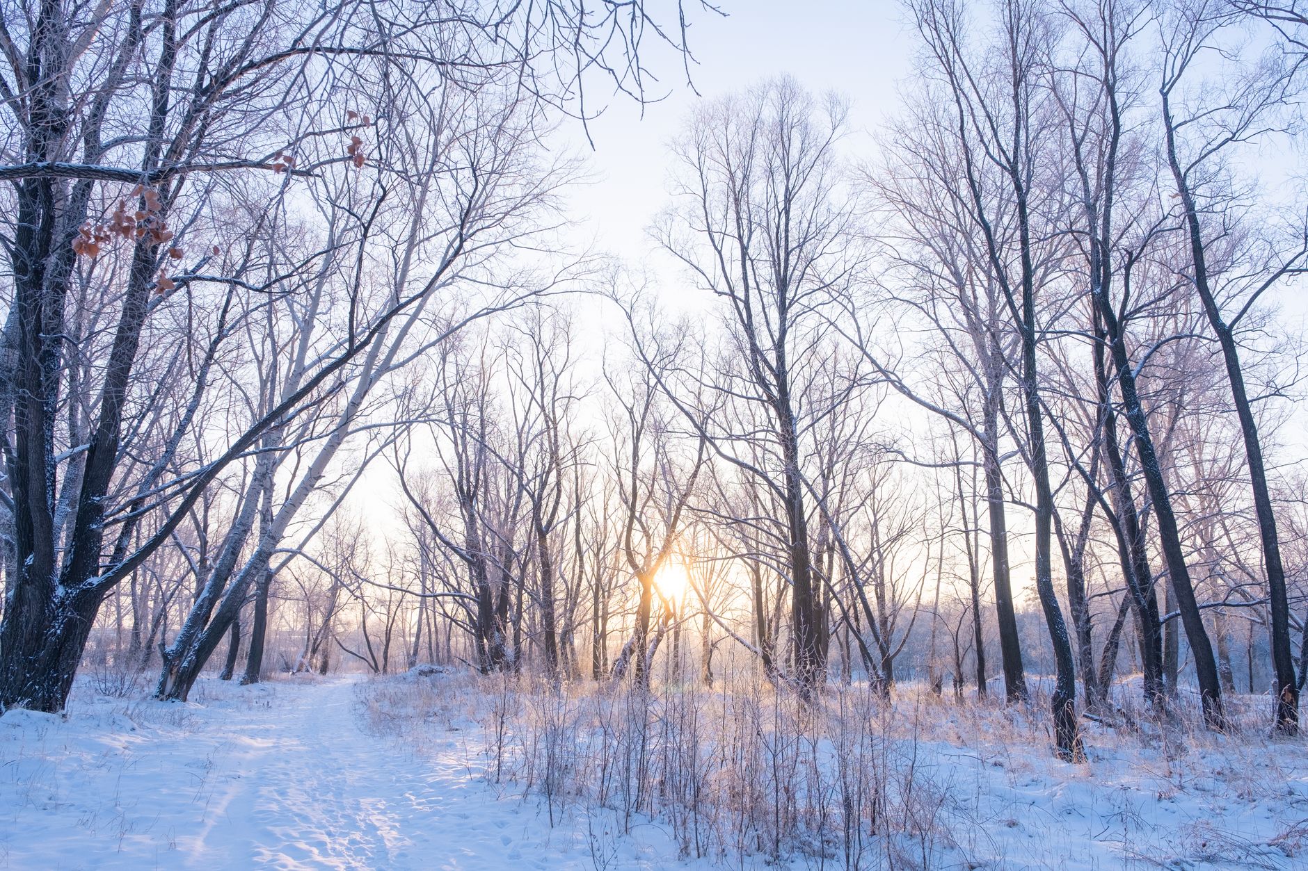 A snowy forest on a cold winter morning