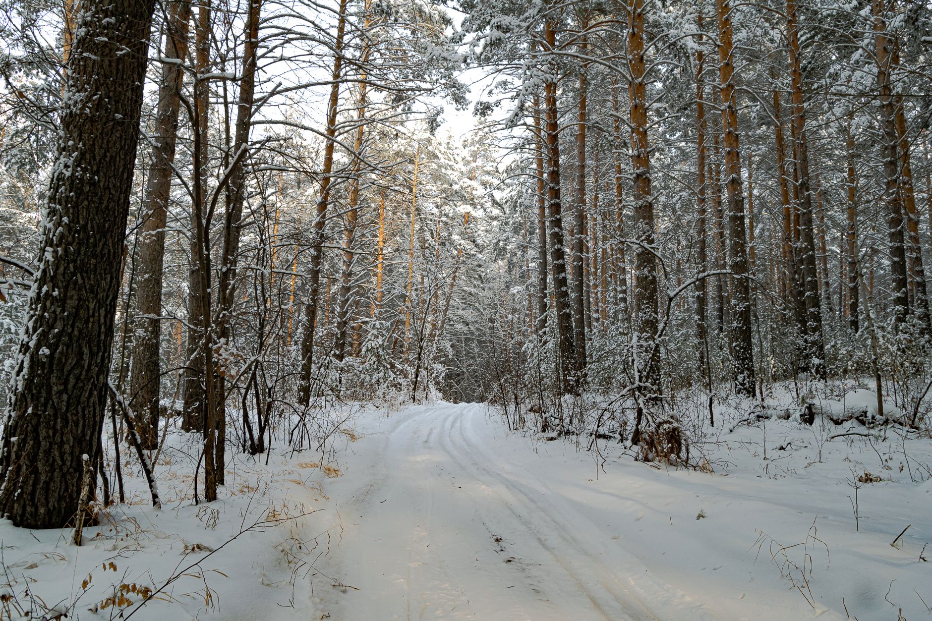 A hiker on a snowy winter trail