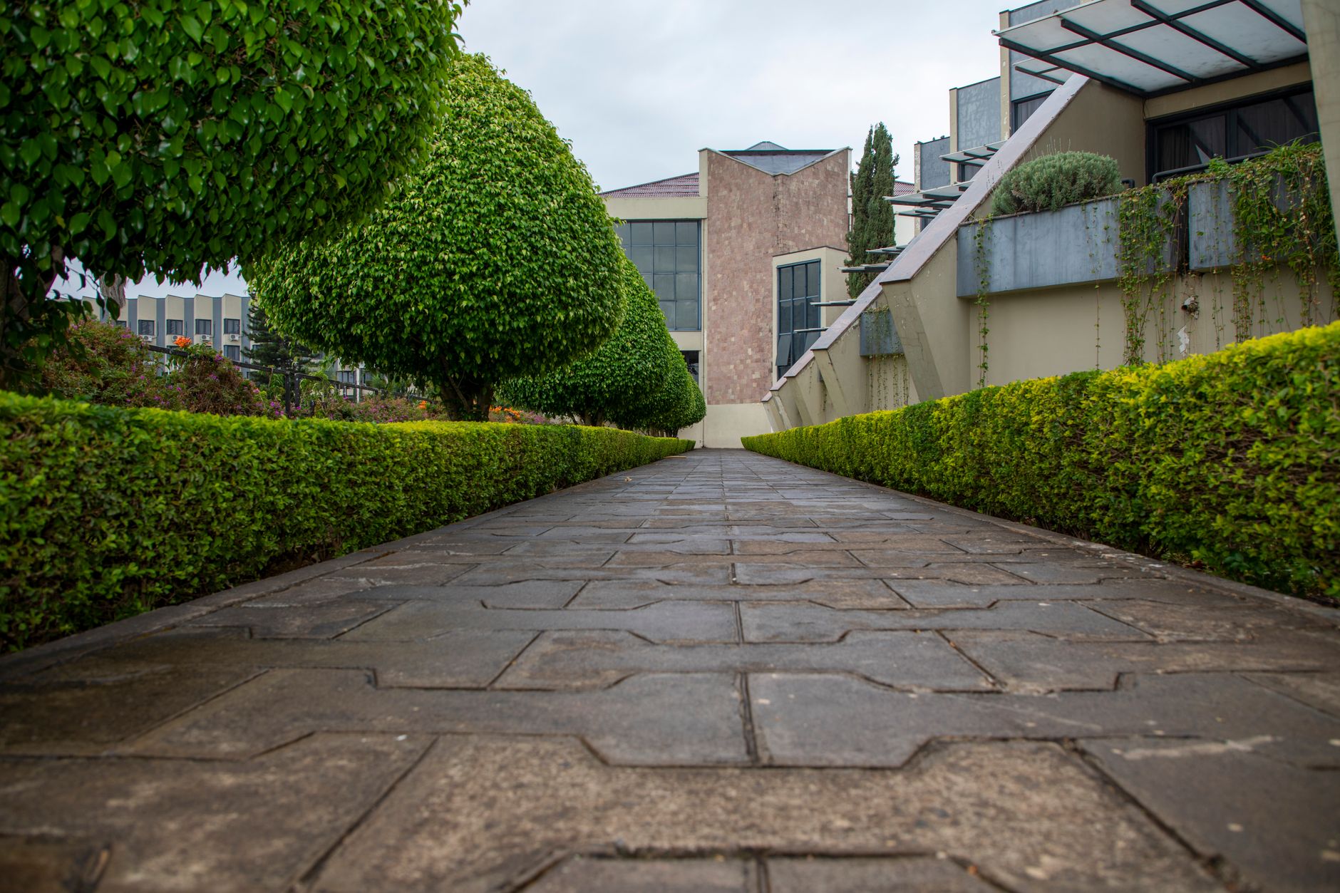 A paved path lined with trimmed hedges