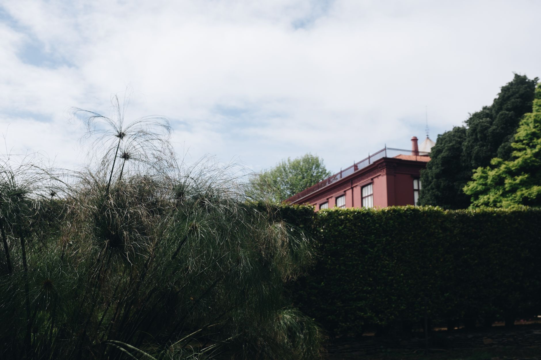 A tall hedge in front of a brick building