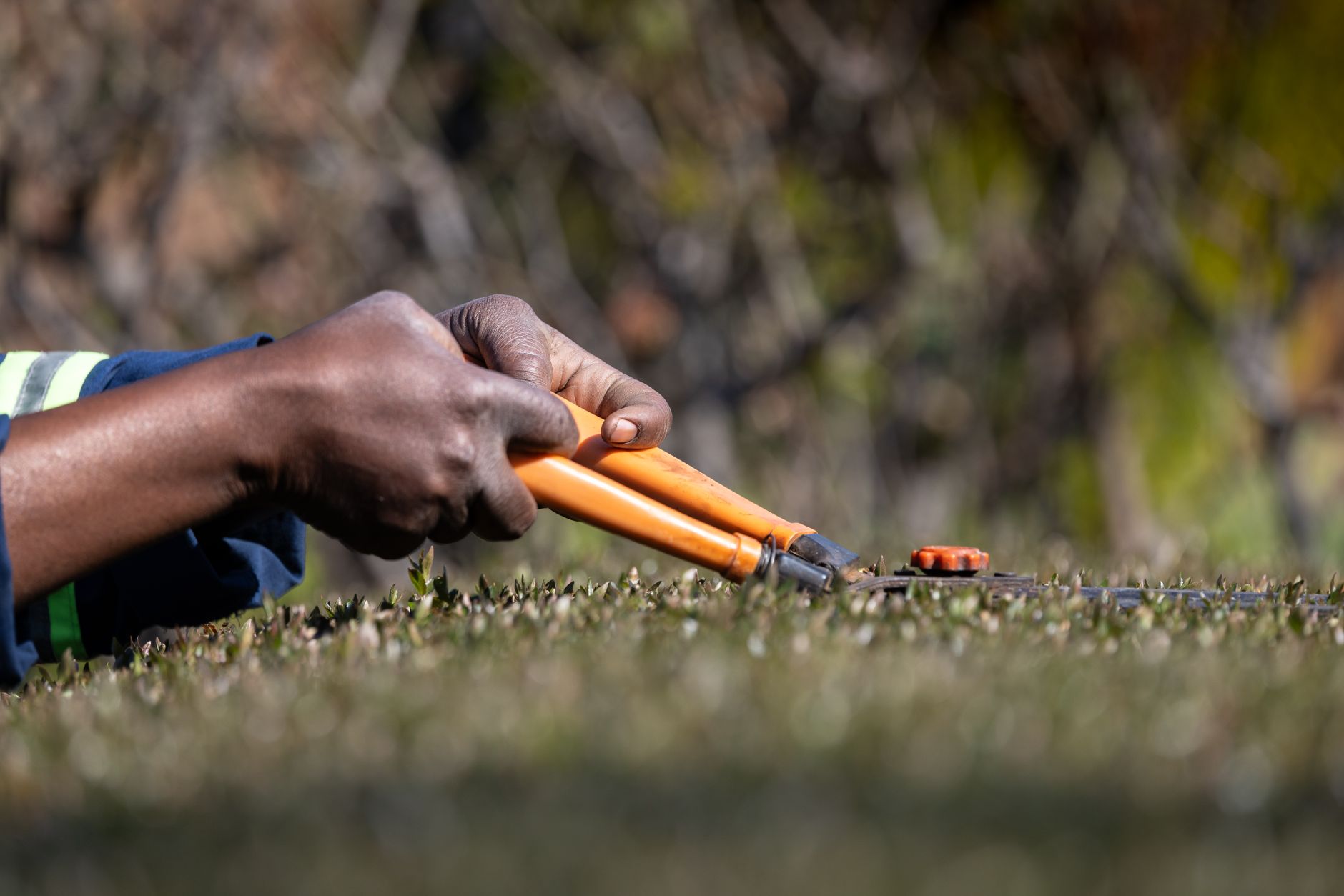 Hand shears trimming the top of a hedge