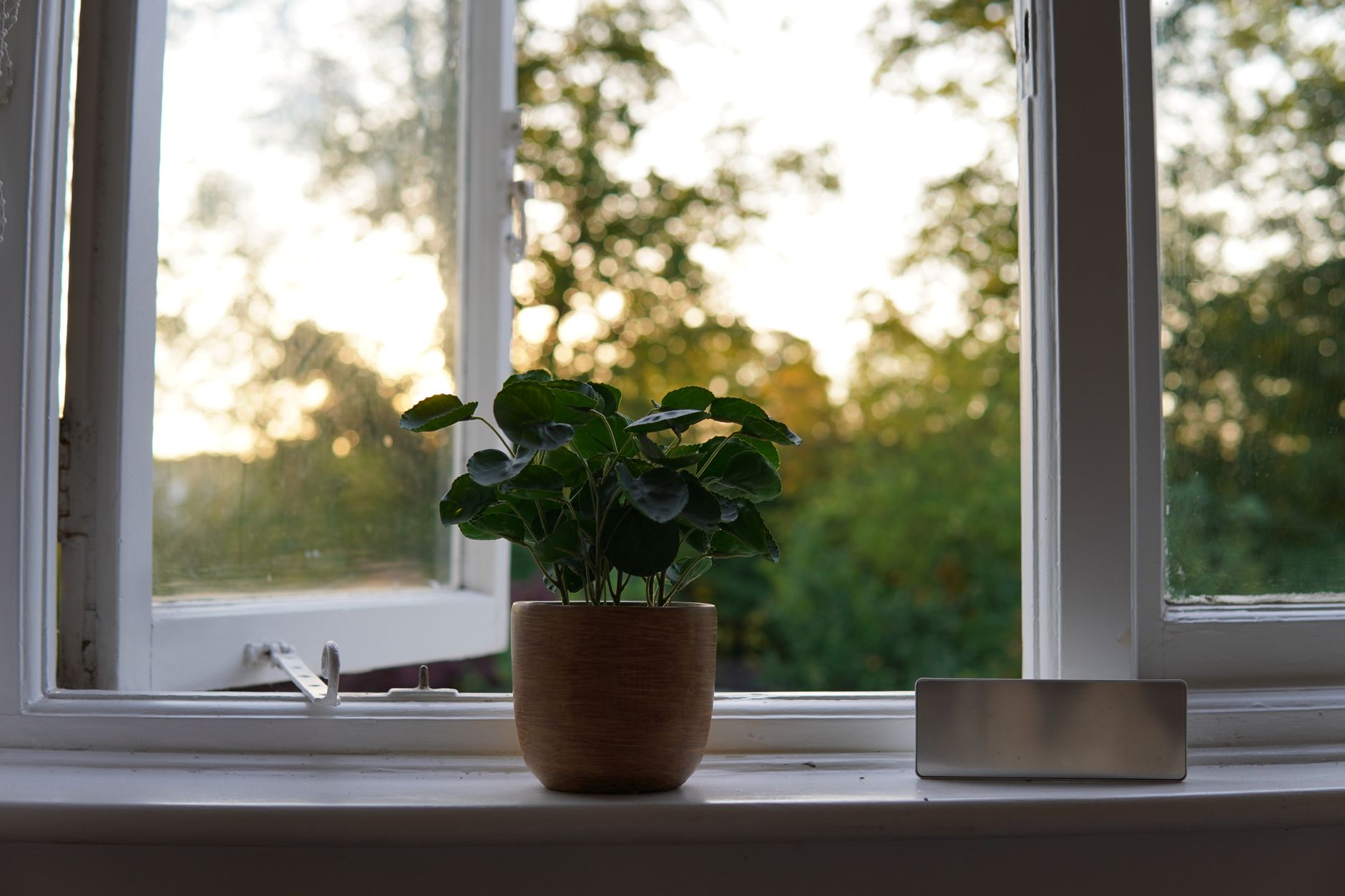 A plant by an open window