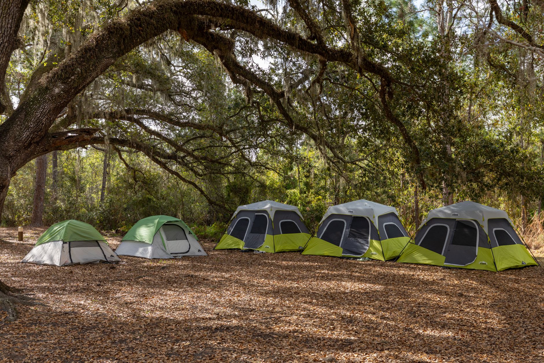 Tents set up under oak trees at a campsite