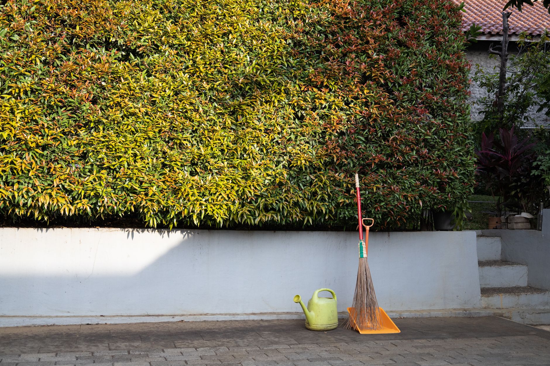 A watering can and broom by a hedge
