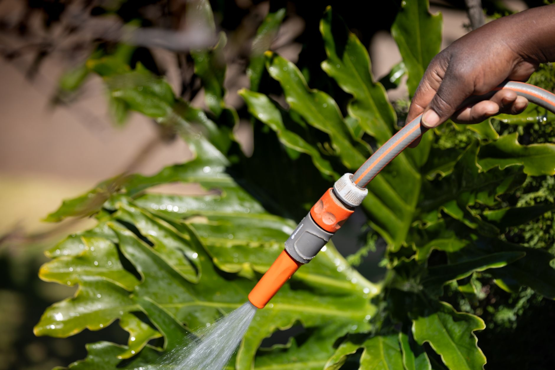 A person watering plants with a garden hose