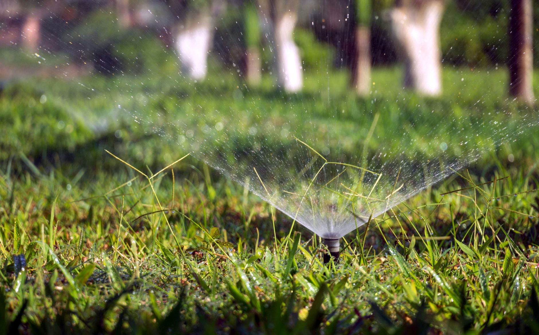 A sprinkler watering a green lawn