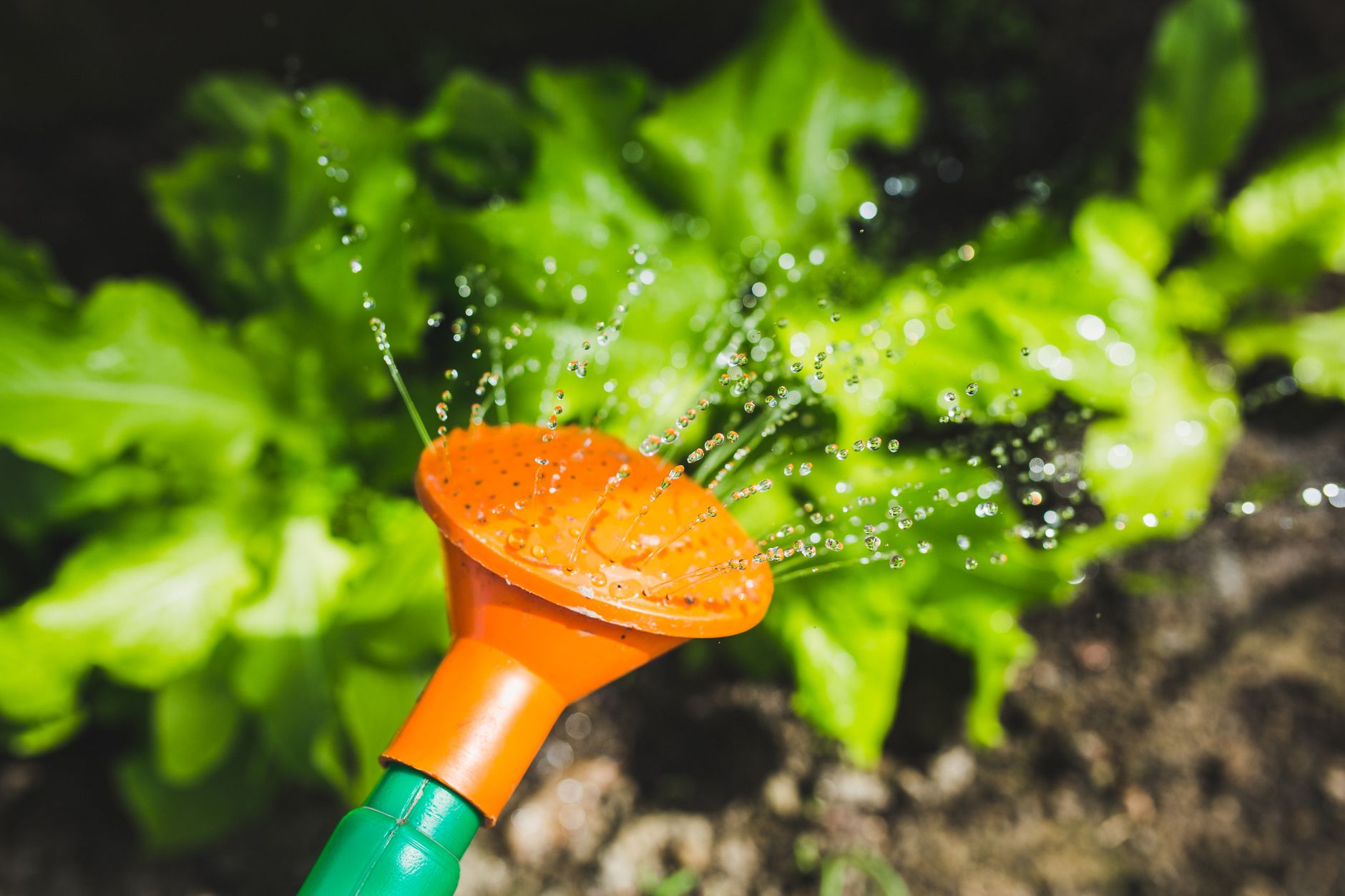 A vegetable garden being watered