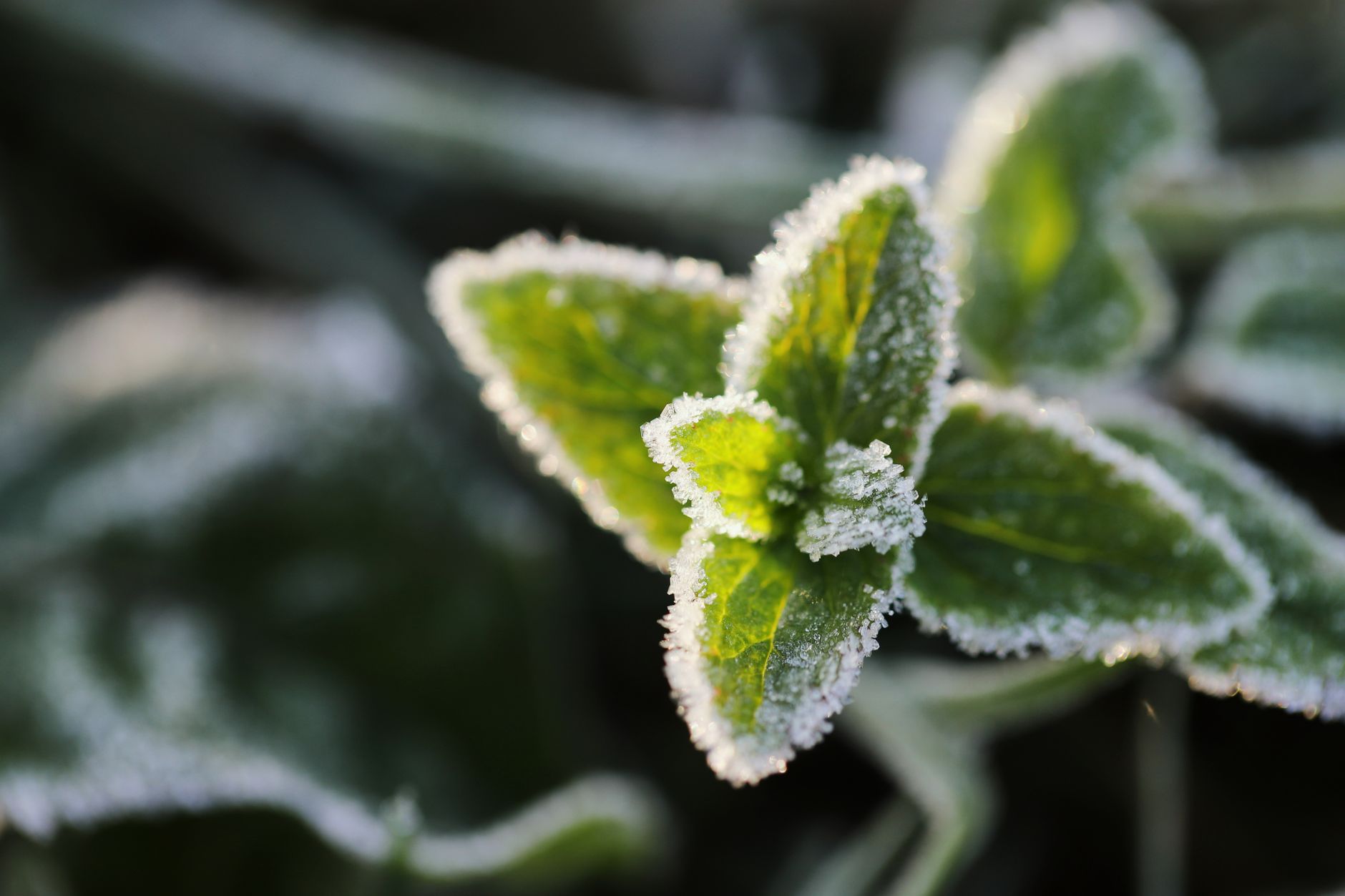 Frost on plants in a garden in winter