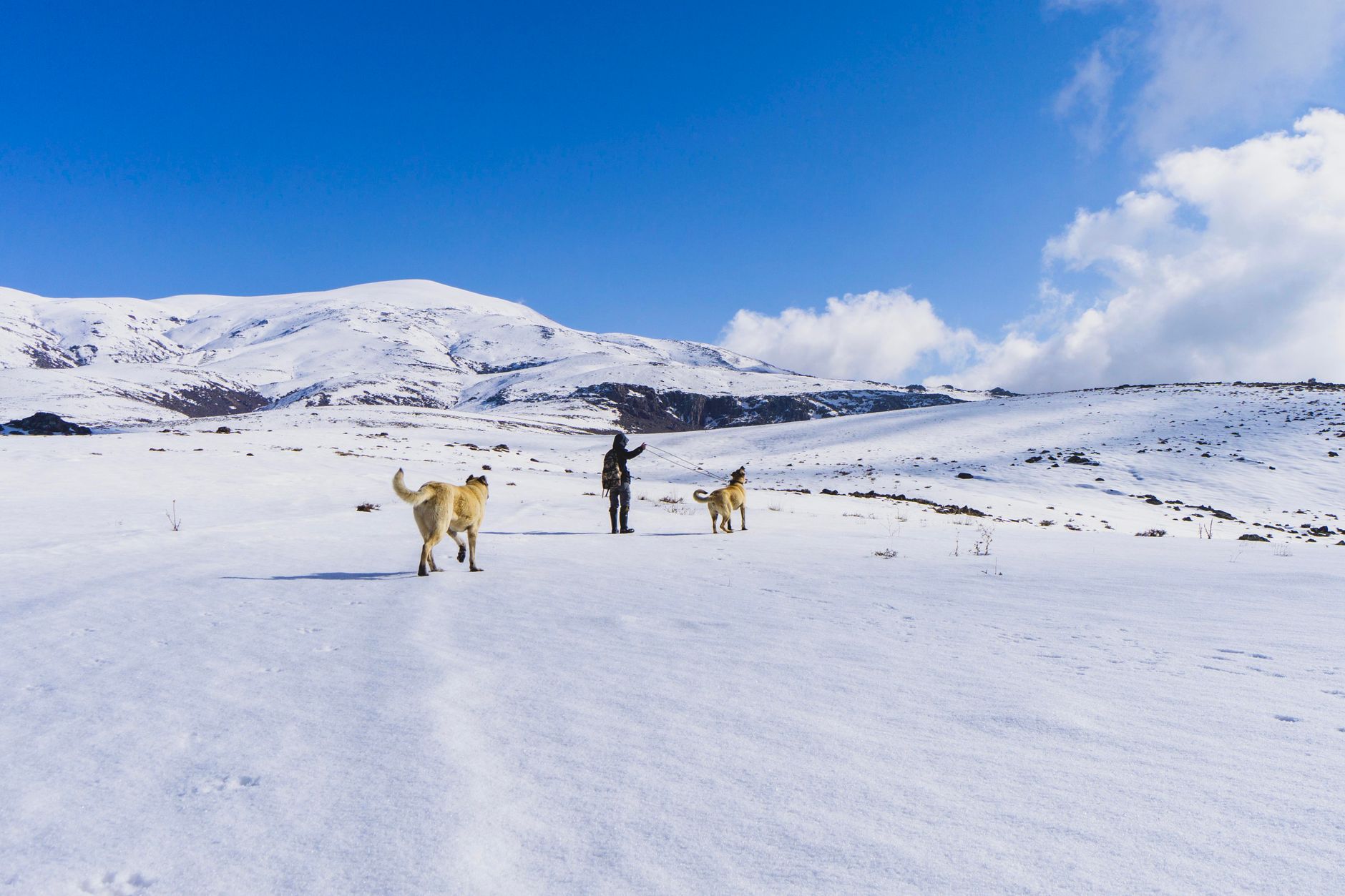A person walking dogs across a snowy field