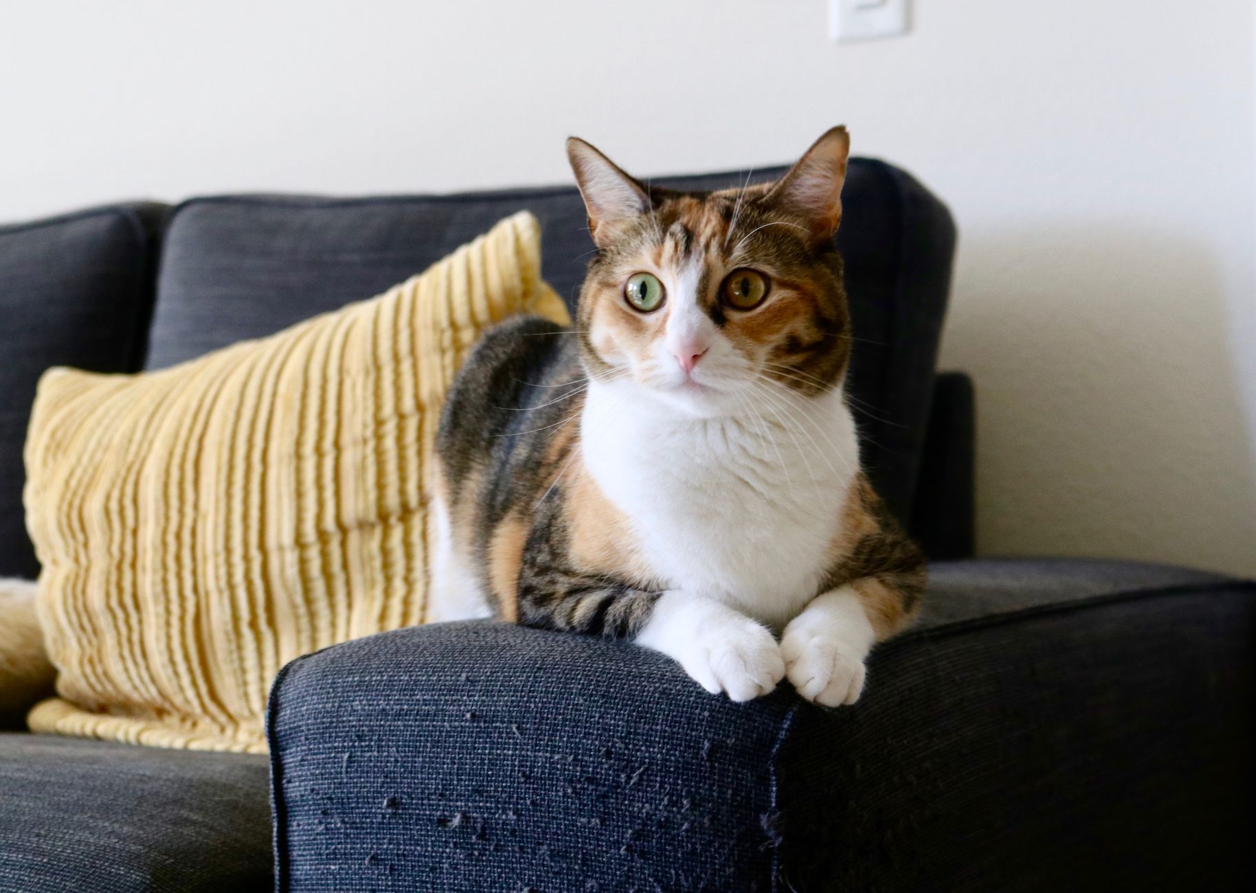 A cat resting on a sofa