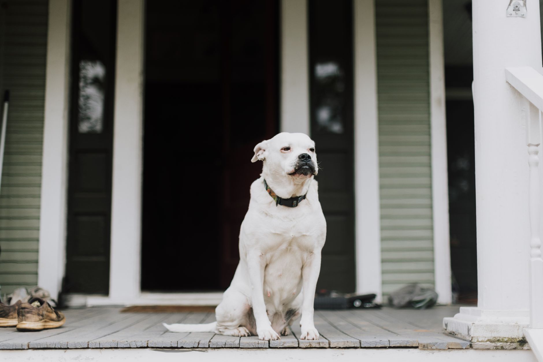 A dog sitting on a front porch