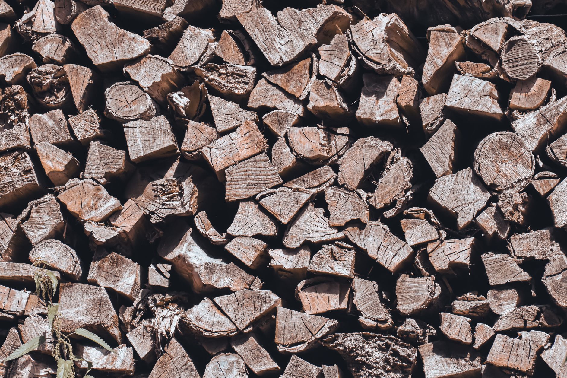 A pile of freshly split logs