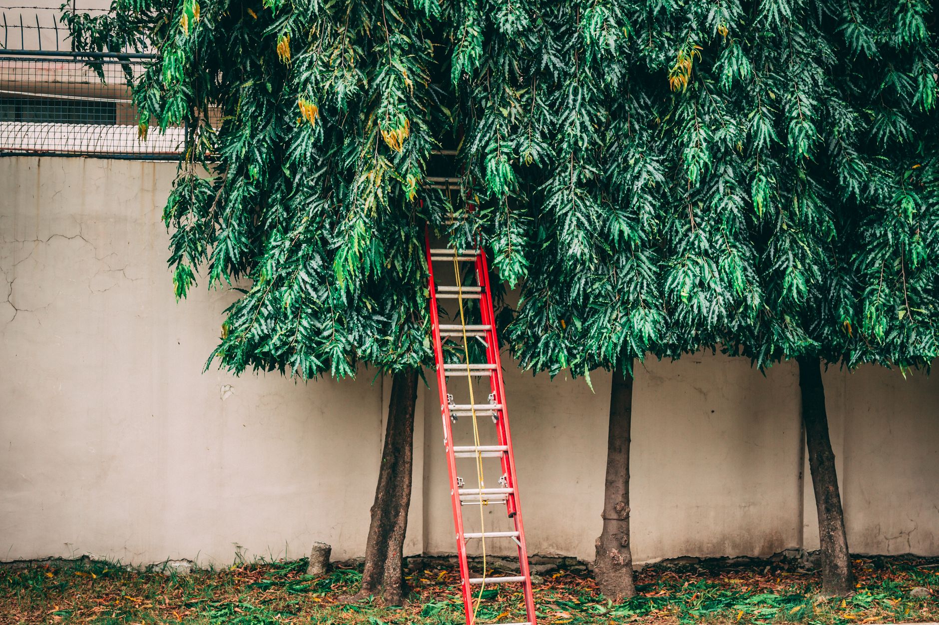 A red ladder leaning against a wall under trees