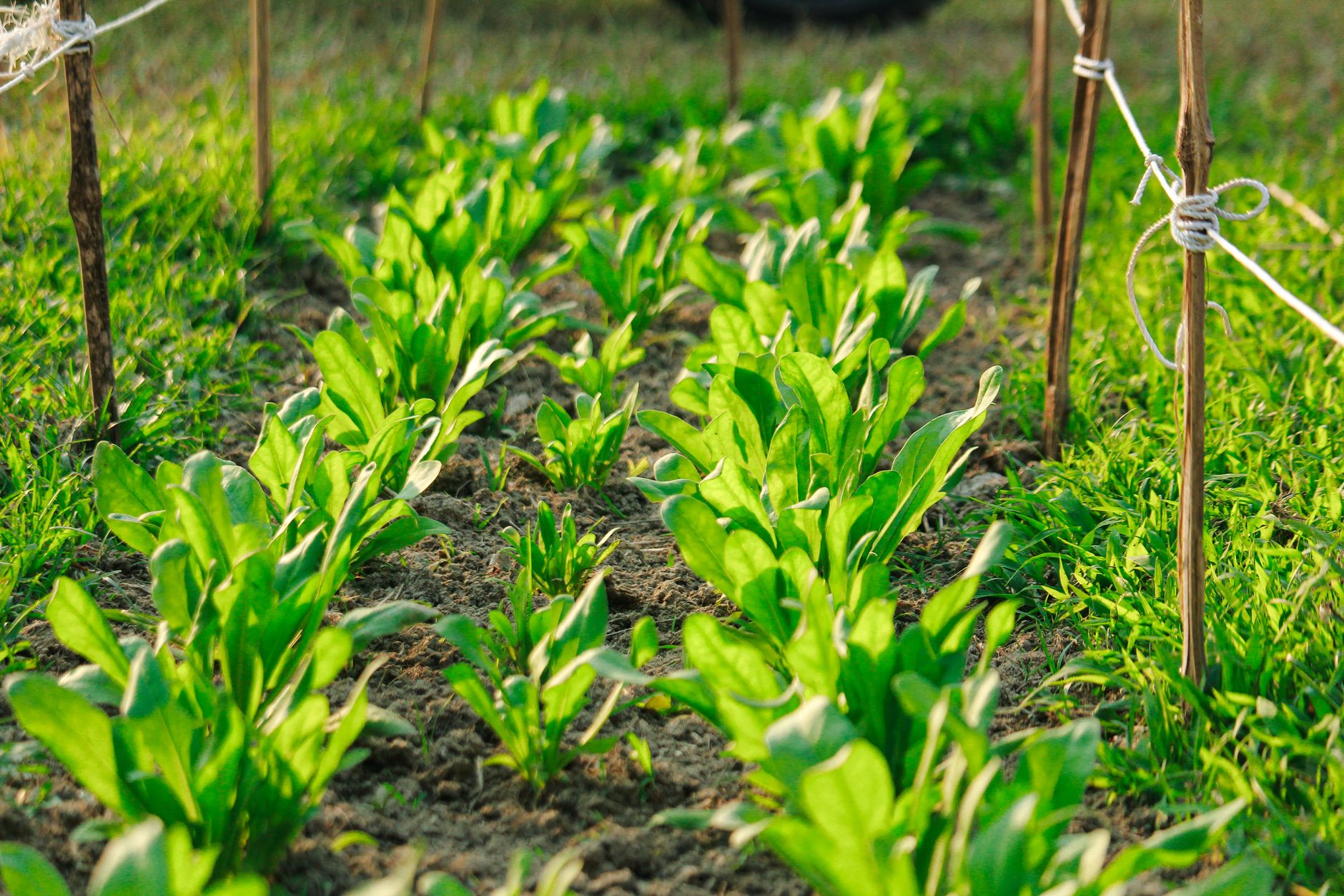 Rows of vegetables growing in a home garden