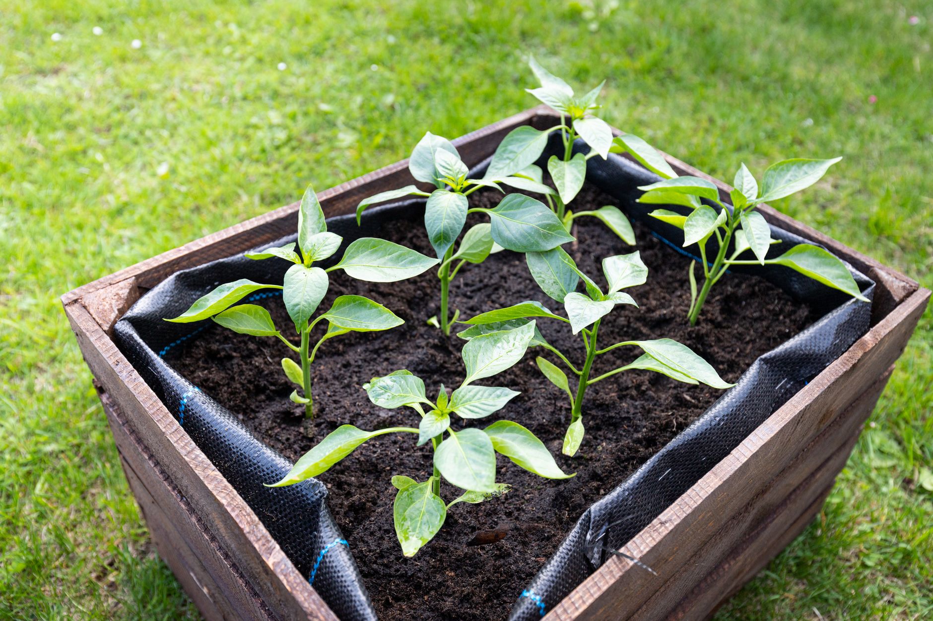 Vegetables growing in a raised garden bed