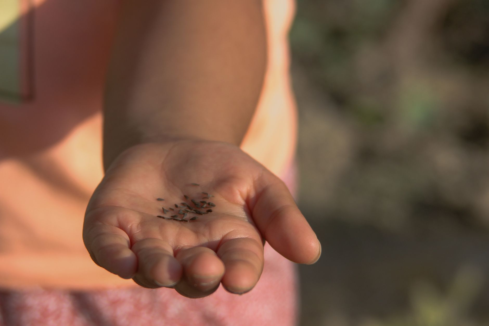 Grass seed held in an open hand