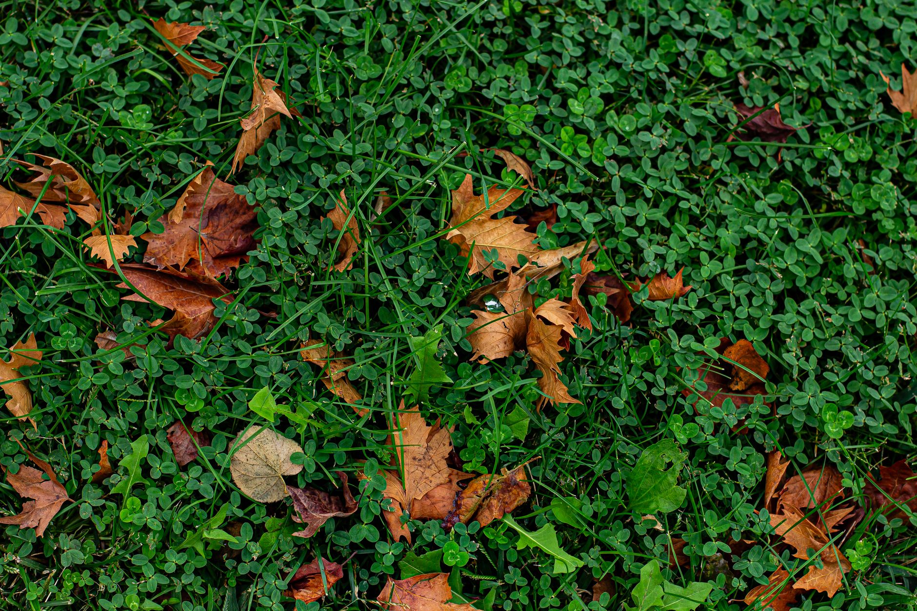 A close view of healthy lawn grass