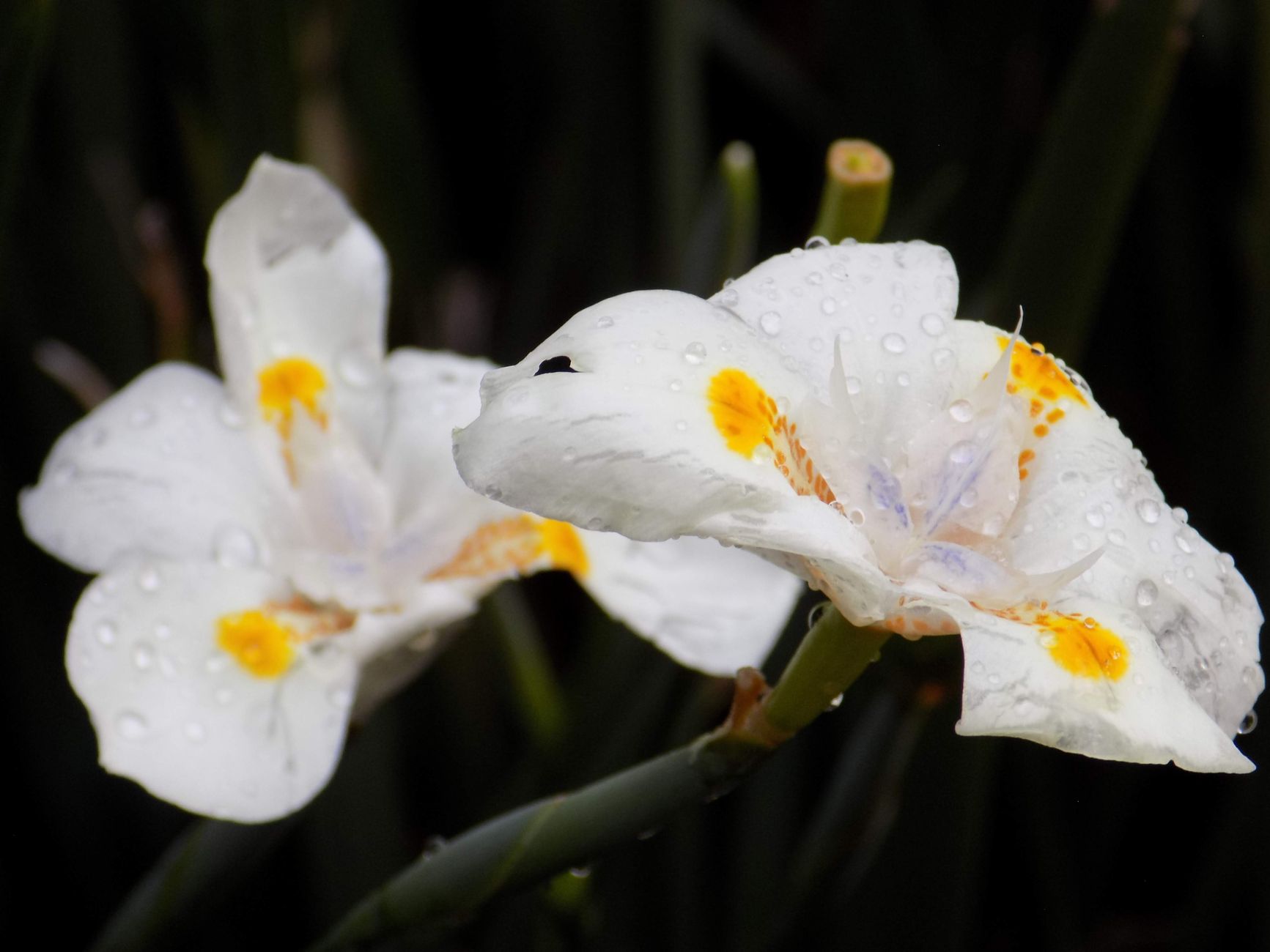 Flowering plants in a garden bed