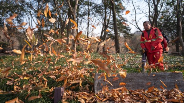 Best leaf blower vacuum: autumn leaves covering a home yard