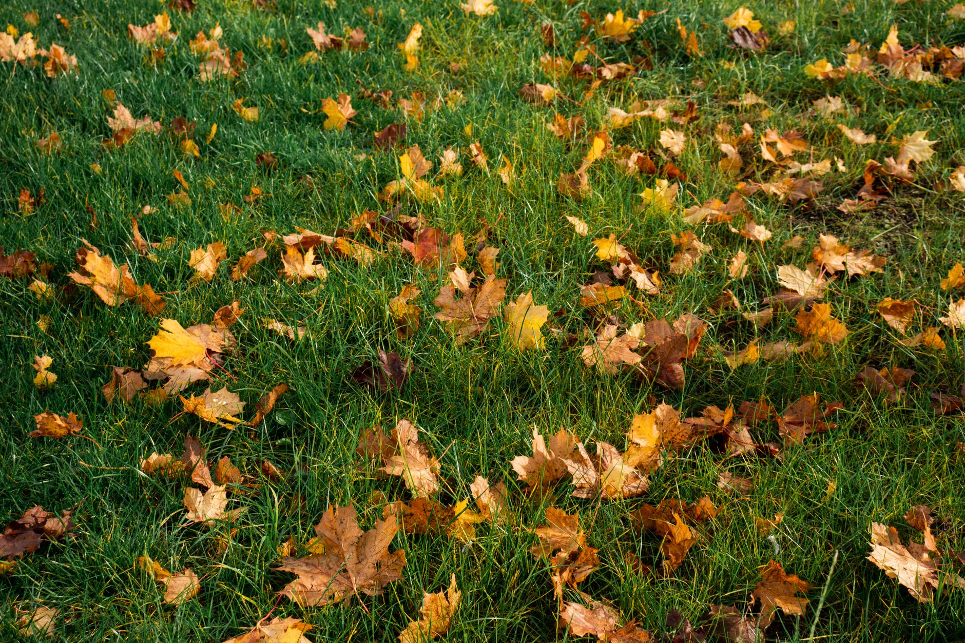 Fallen leaves on a lawn