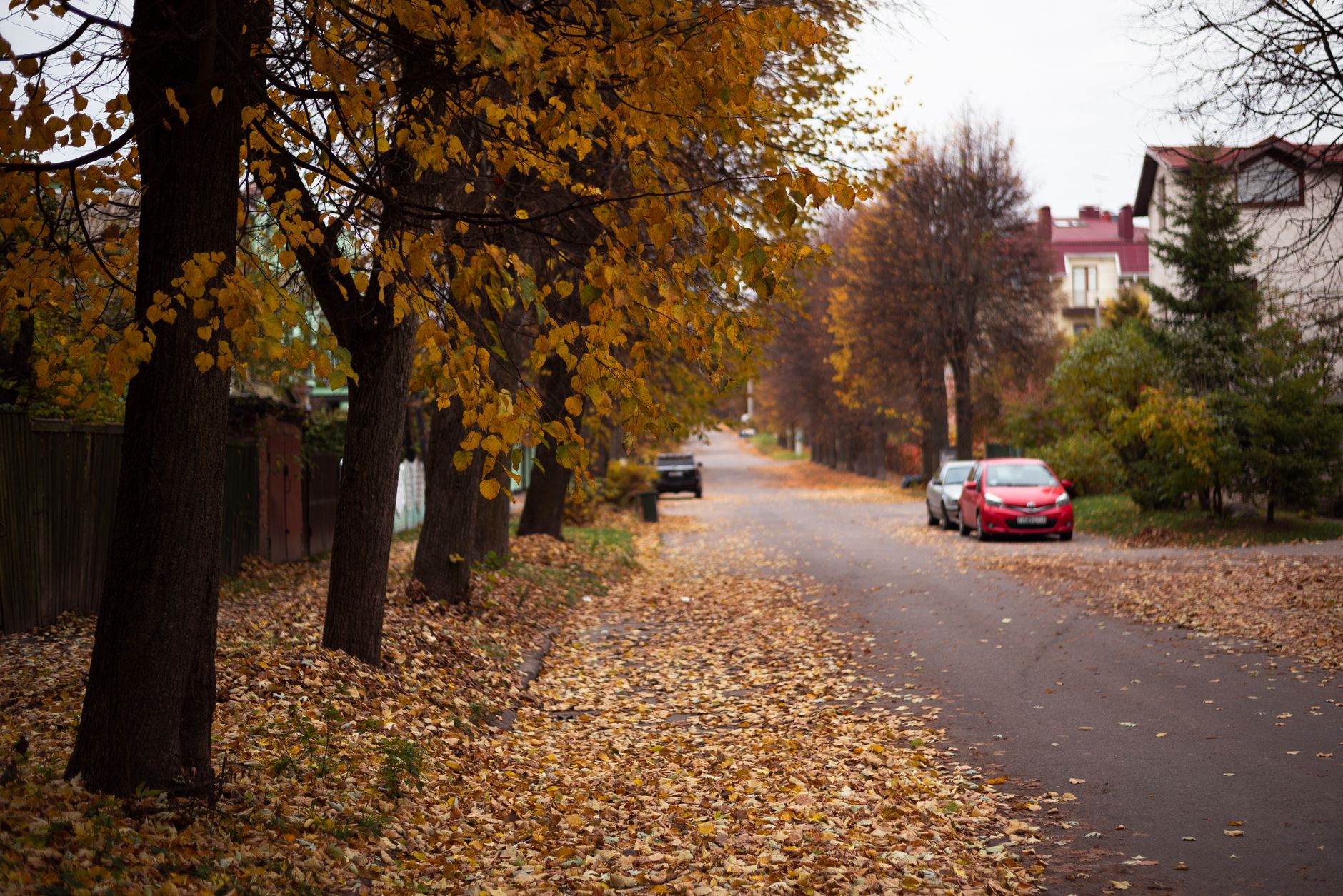 Fallen leaves along a residential street