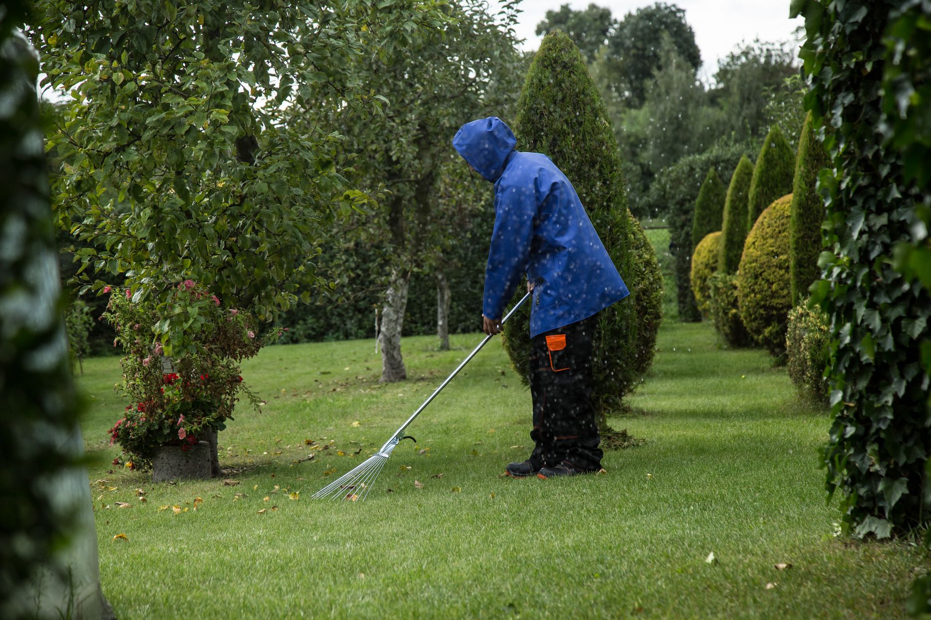 Raking fallen leaves on a backyard lawn