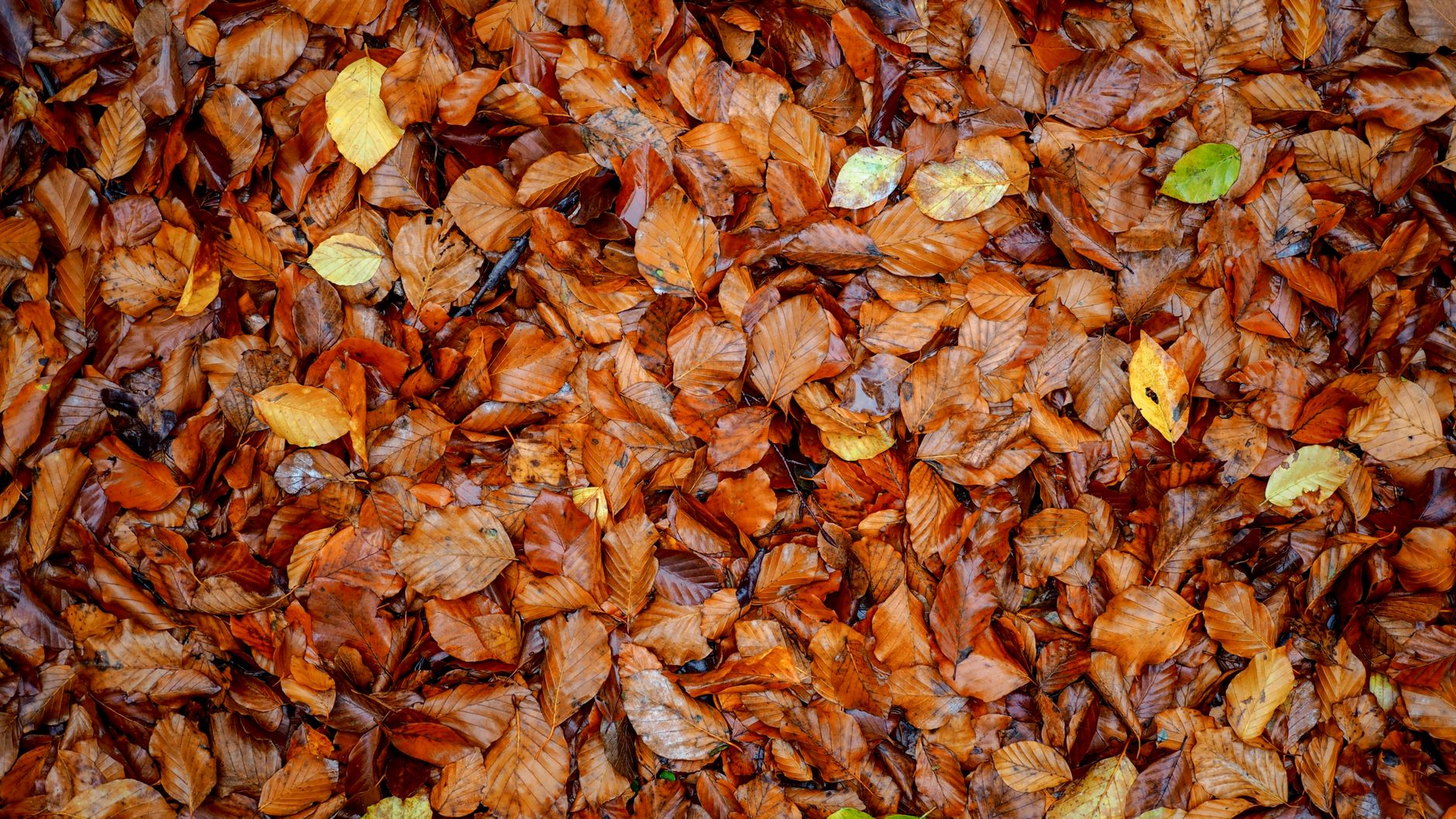 A pile of raked autumn leaves