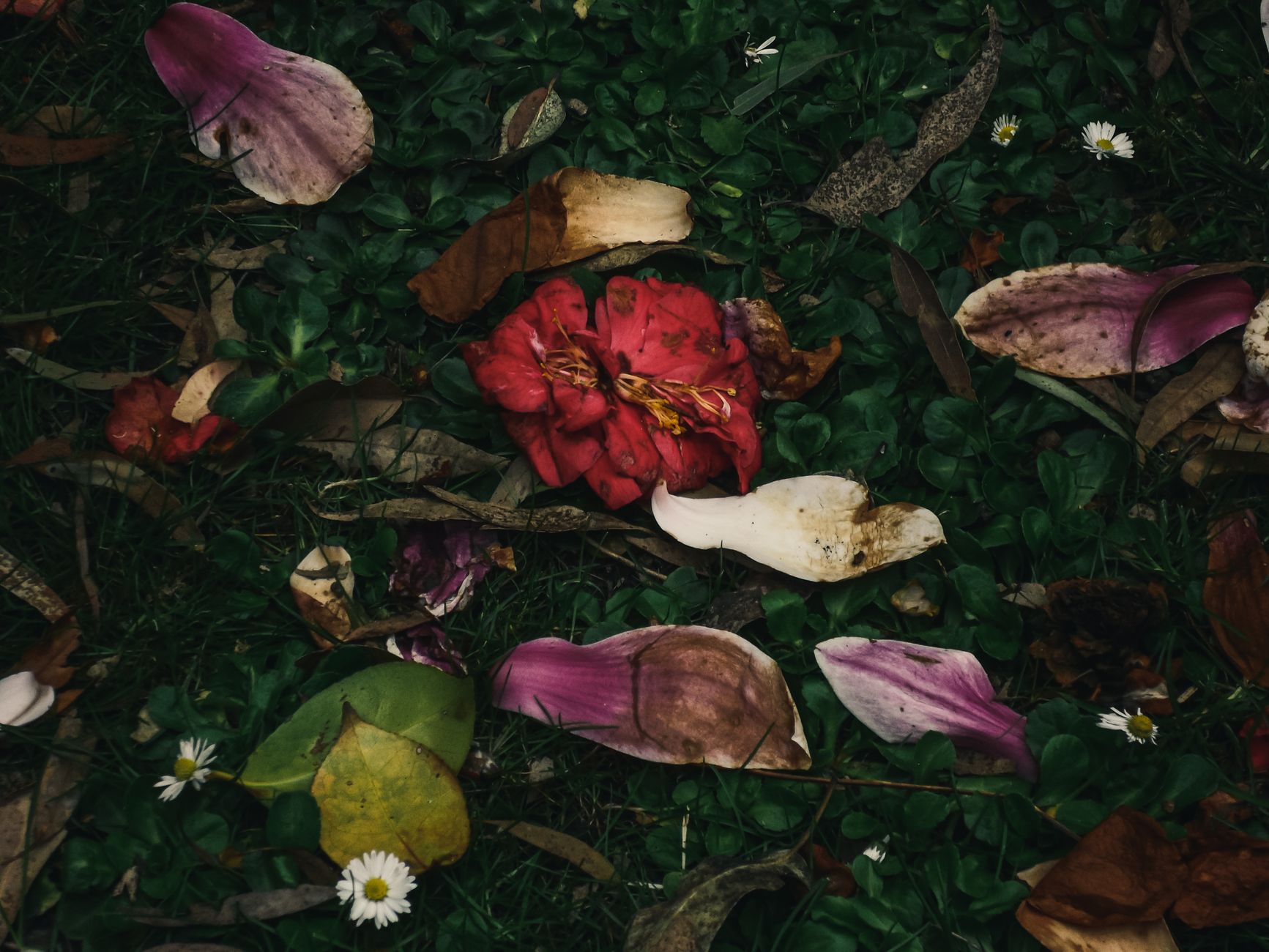 Fallen leaves around garden plants