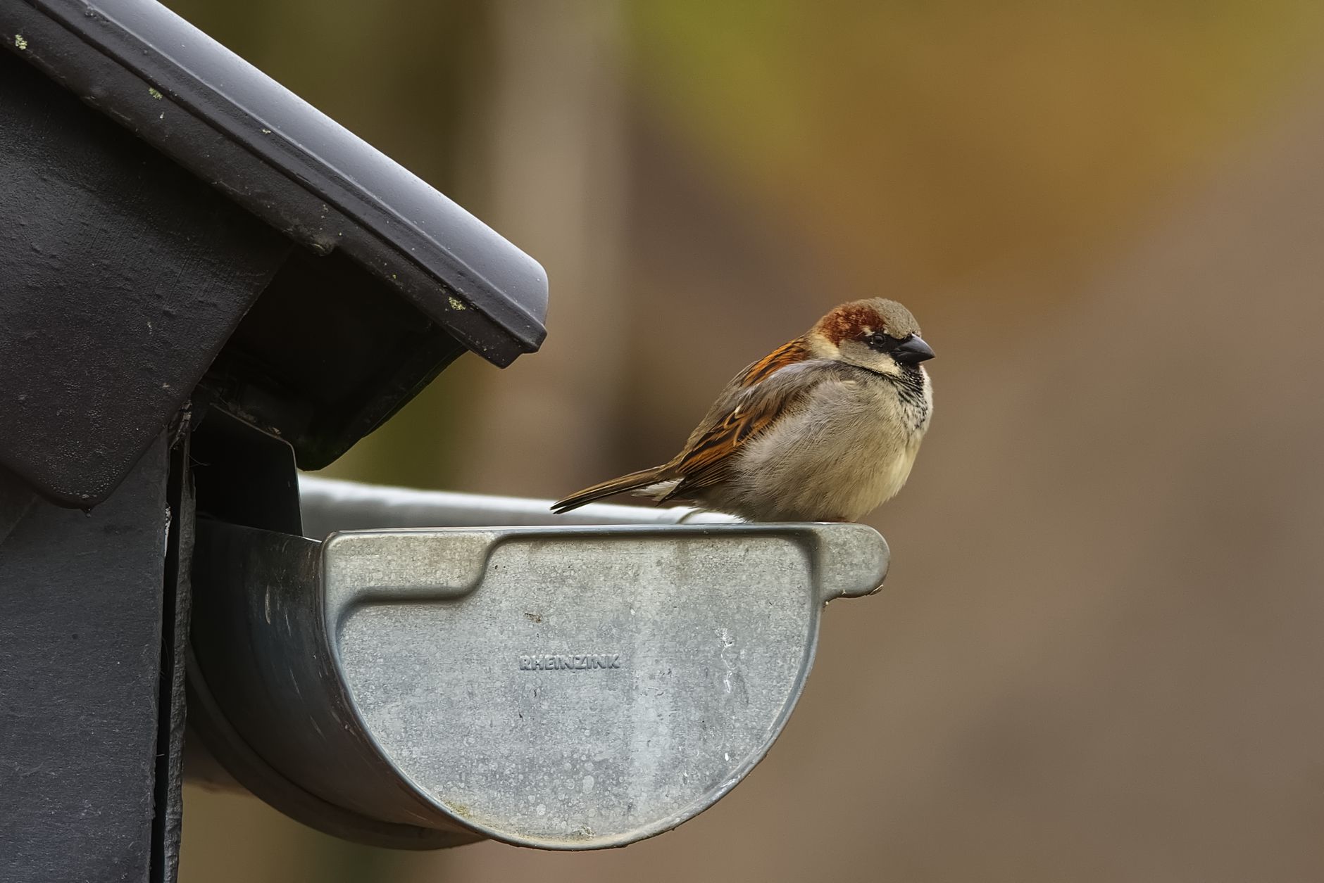 A bird perched on a gutter end