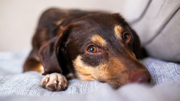 Best lint roller for pet hair: a dog resting on a couch