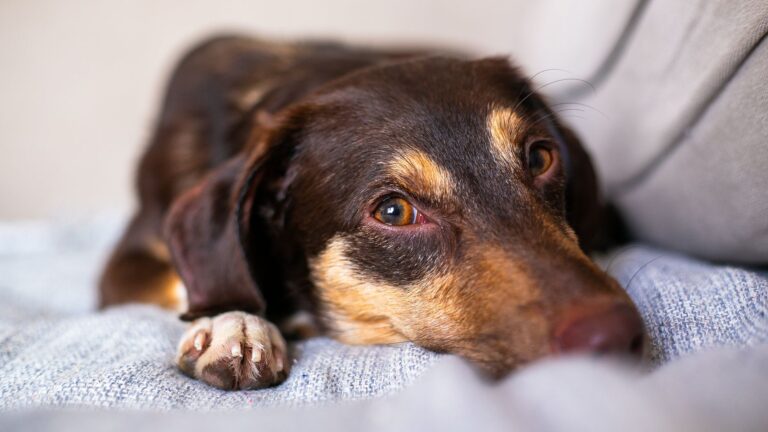 Best lint roller for pet hair: a dog resting on a couch