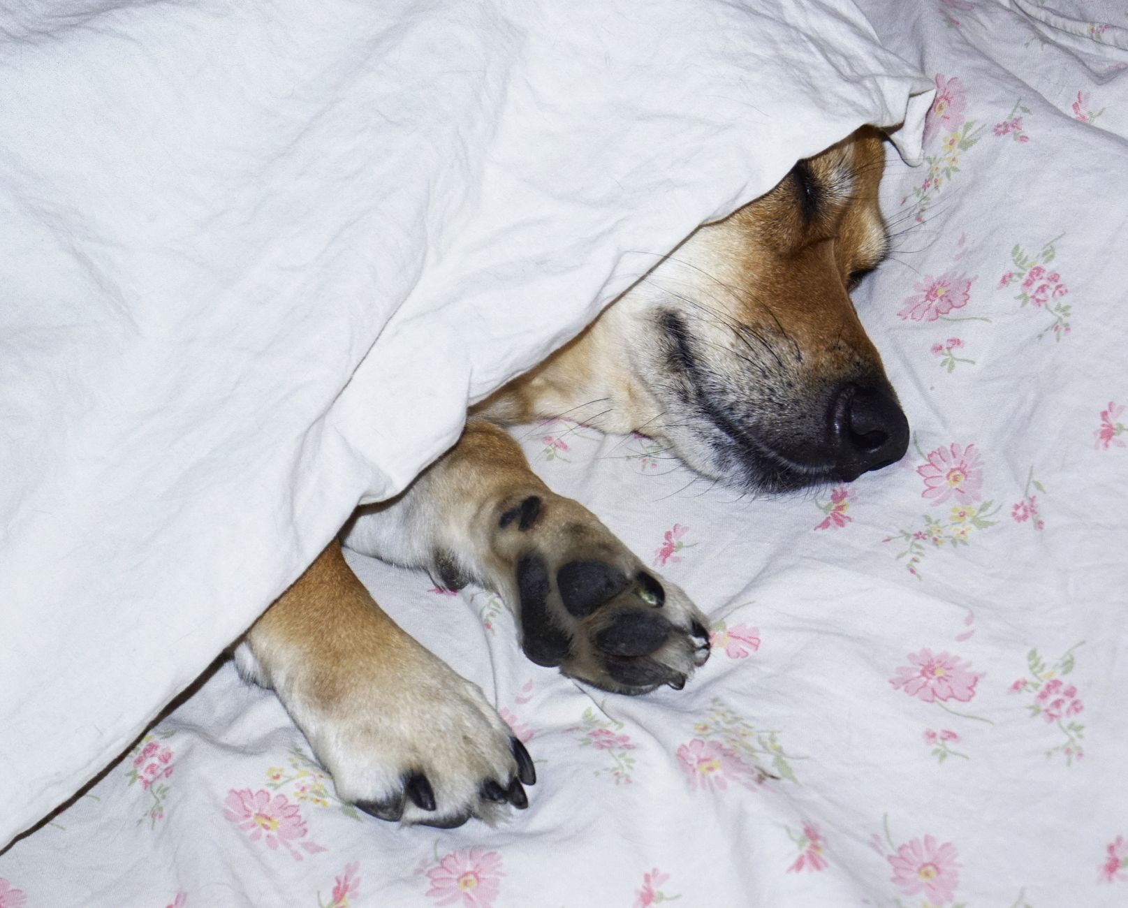A dog peeking out from under a bed sheet