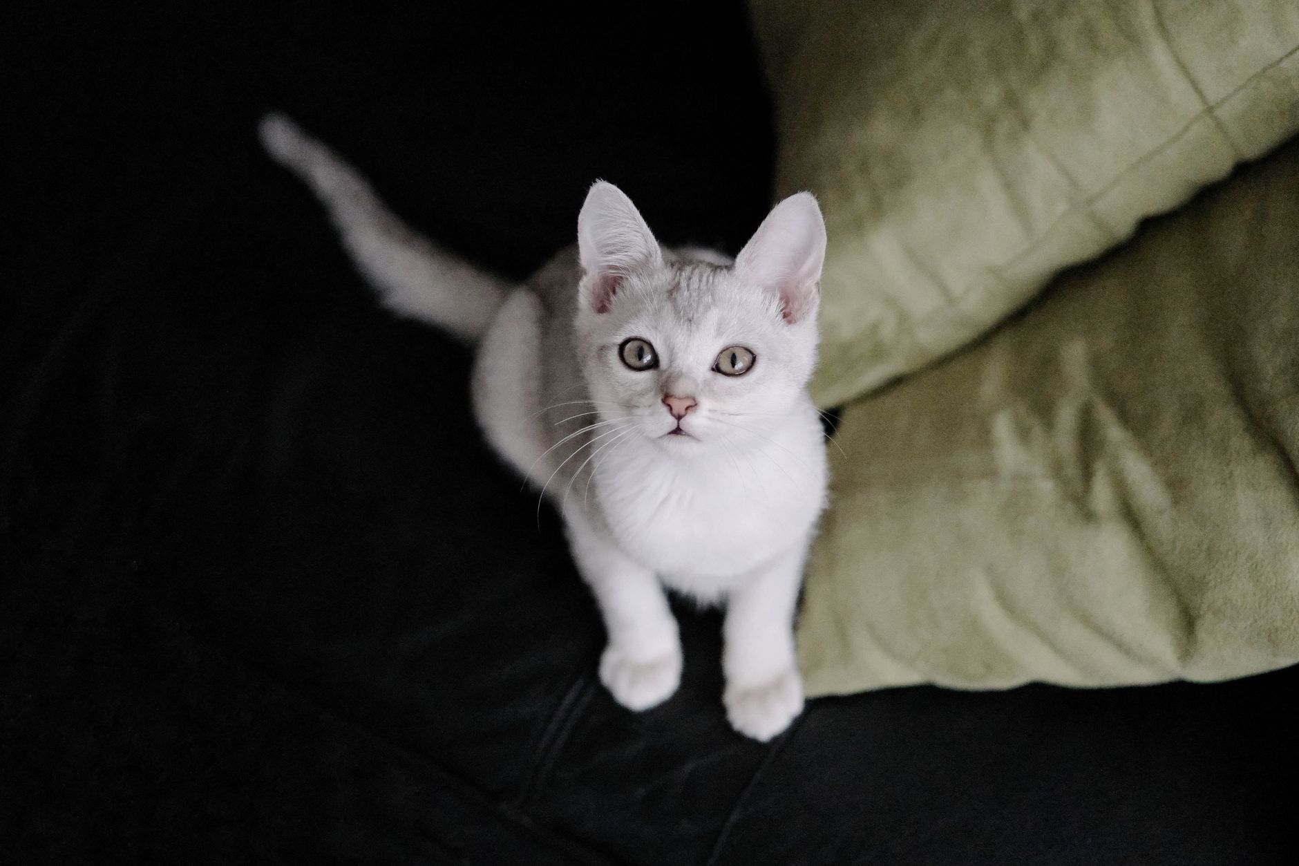 A white kitten on a dark couch