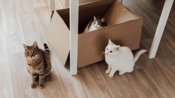 Best litter box: three cats around a cardboard box