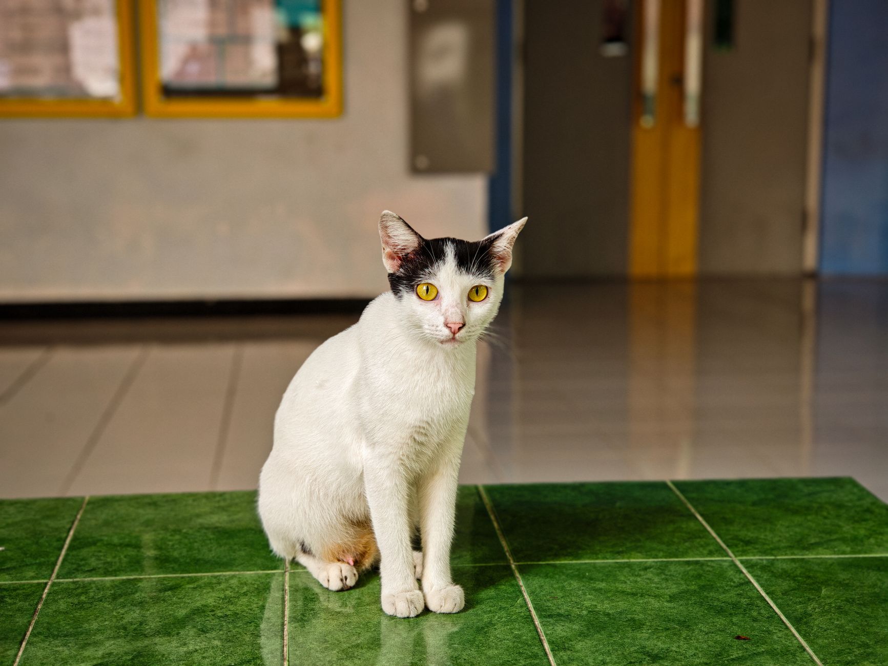 A white and black cat sitting on a tiled floor