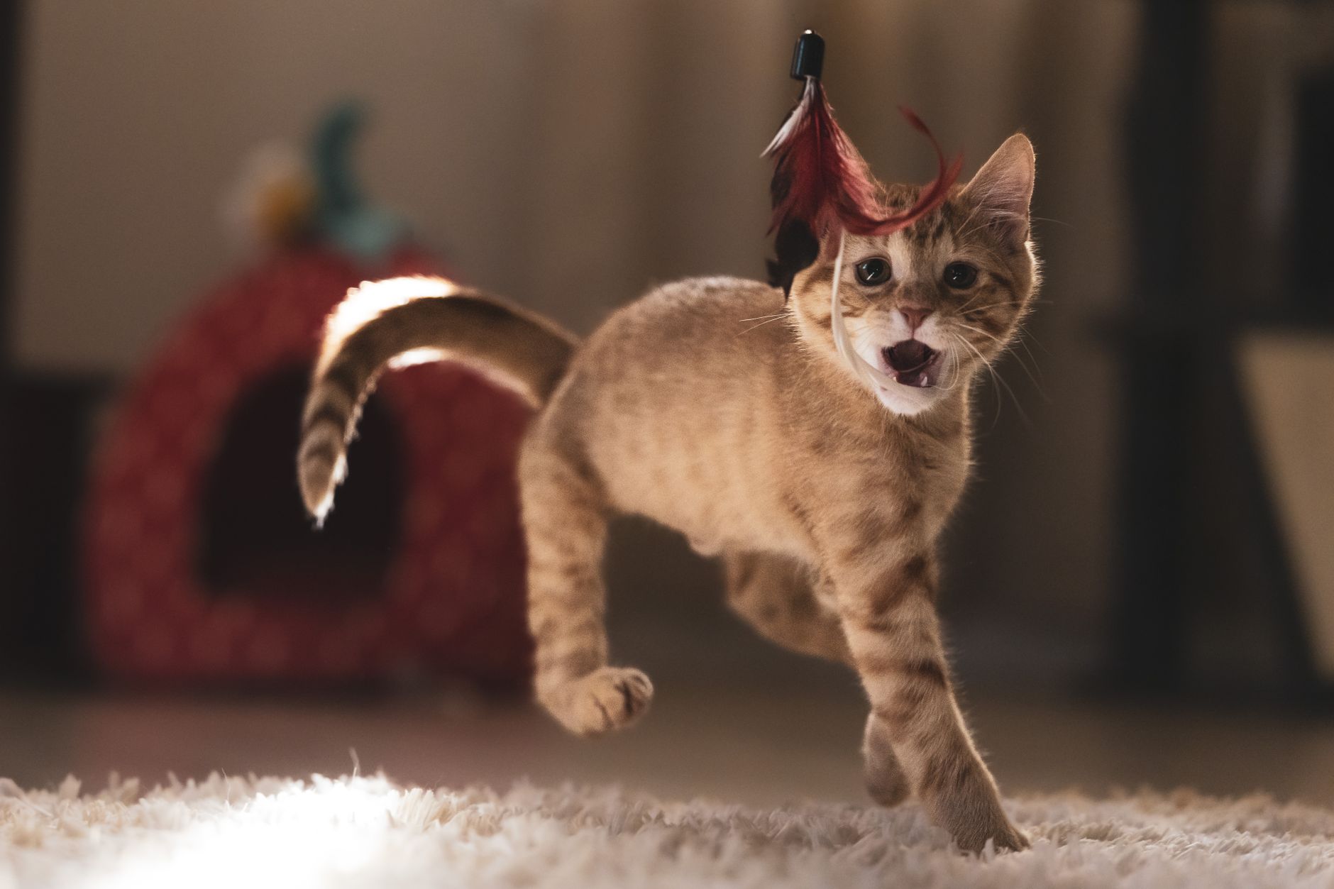 A kitten playing with a feather toy